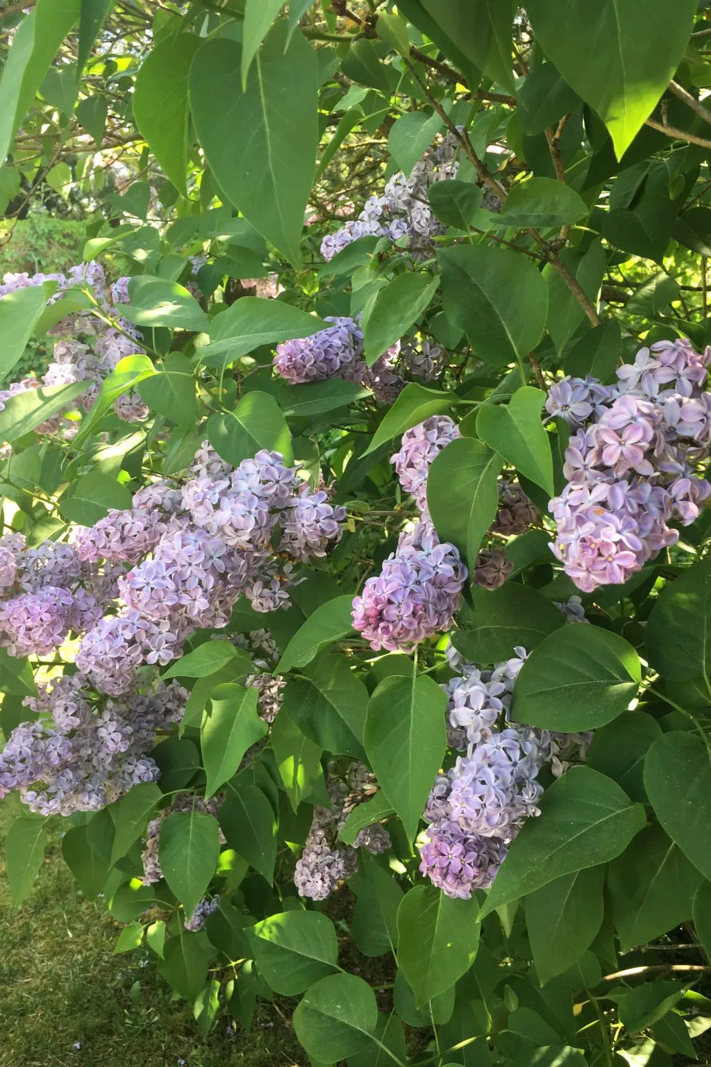 Spitzwegerich-Buiten