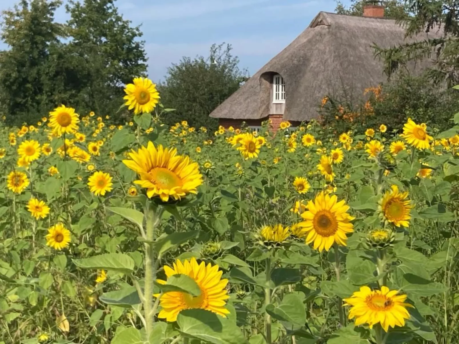 Finkenbusch-Image-tags.info