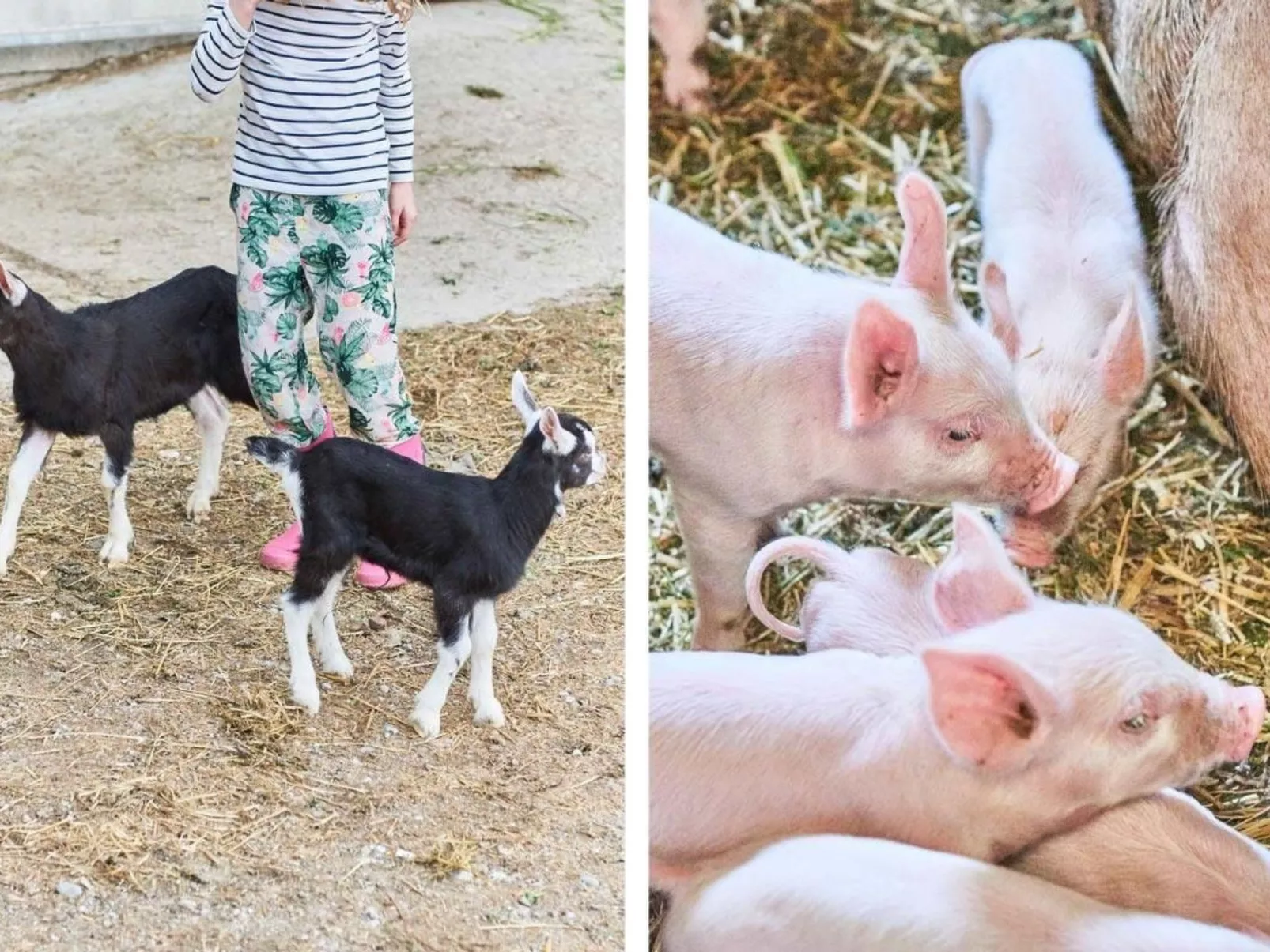 Hof Geilisguet-Image-tags.info