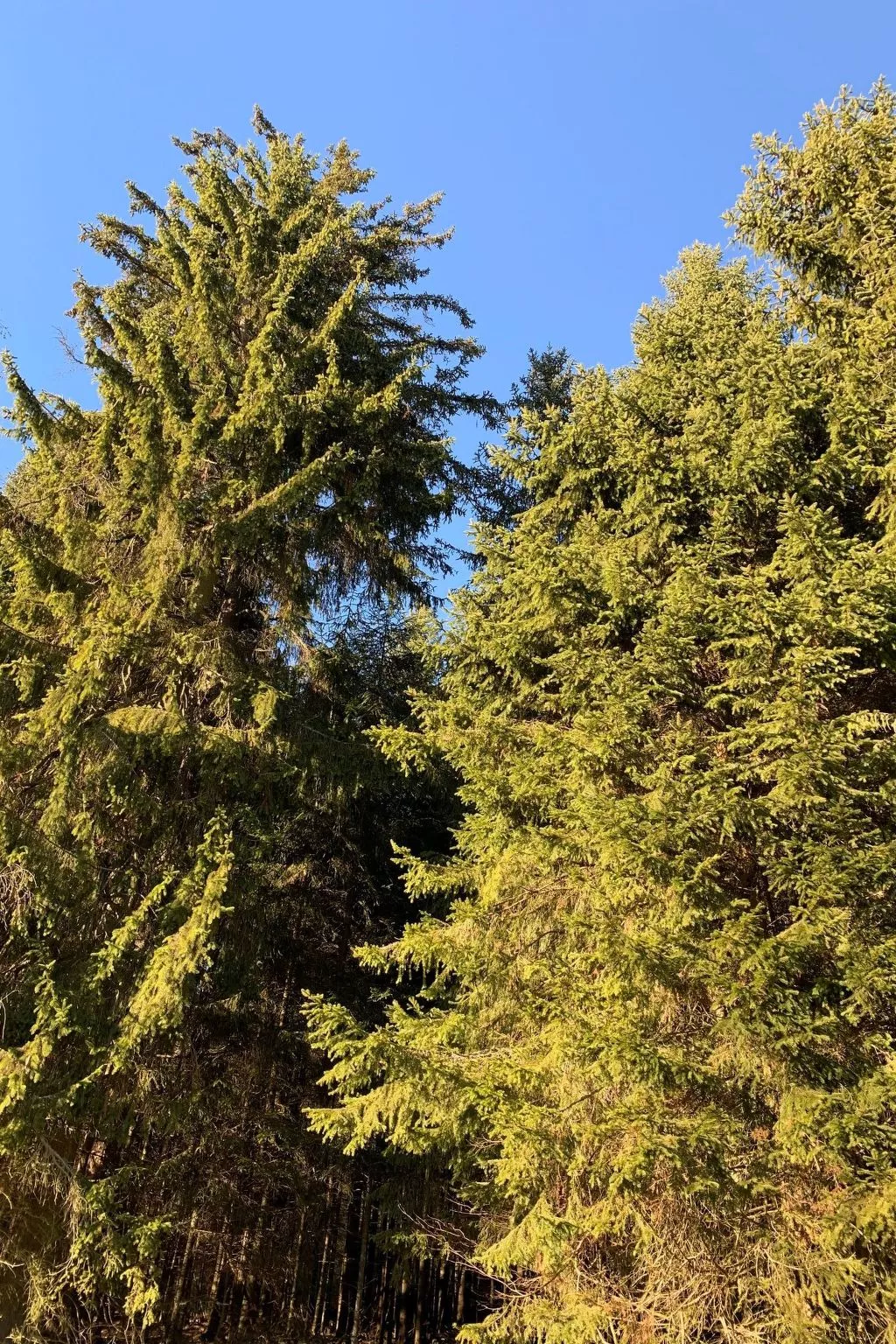 Fichtelzauber mit Sauna-Buiten