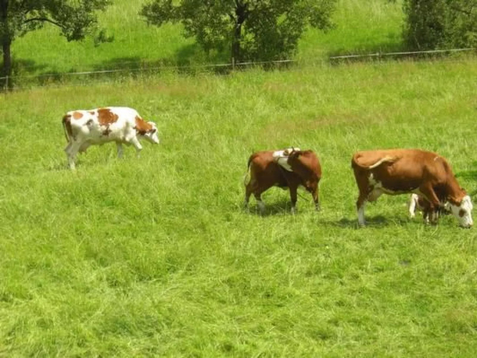 Wohnung "Himmelreich"-Buiten