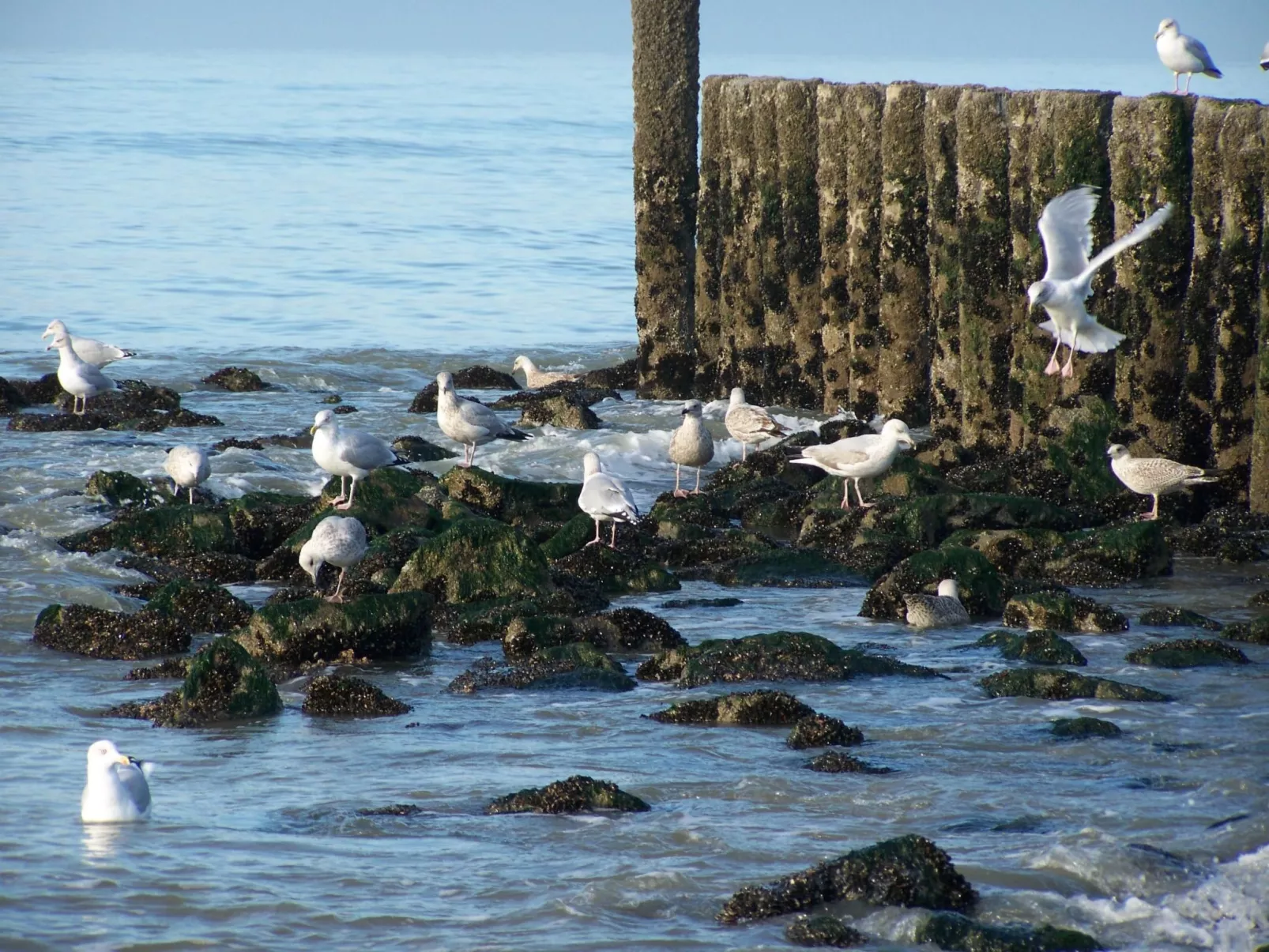 Gemütliches Haus mit komplett umzäuntem Garten-Buiten
