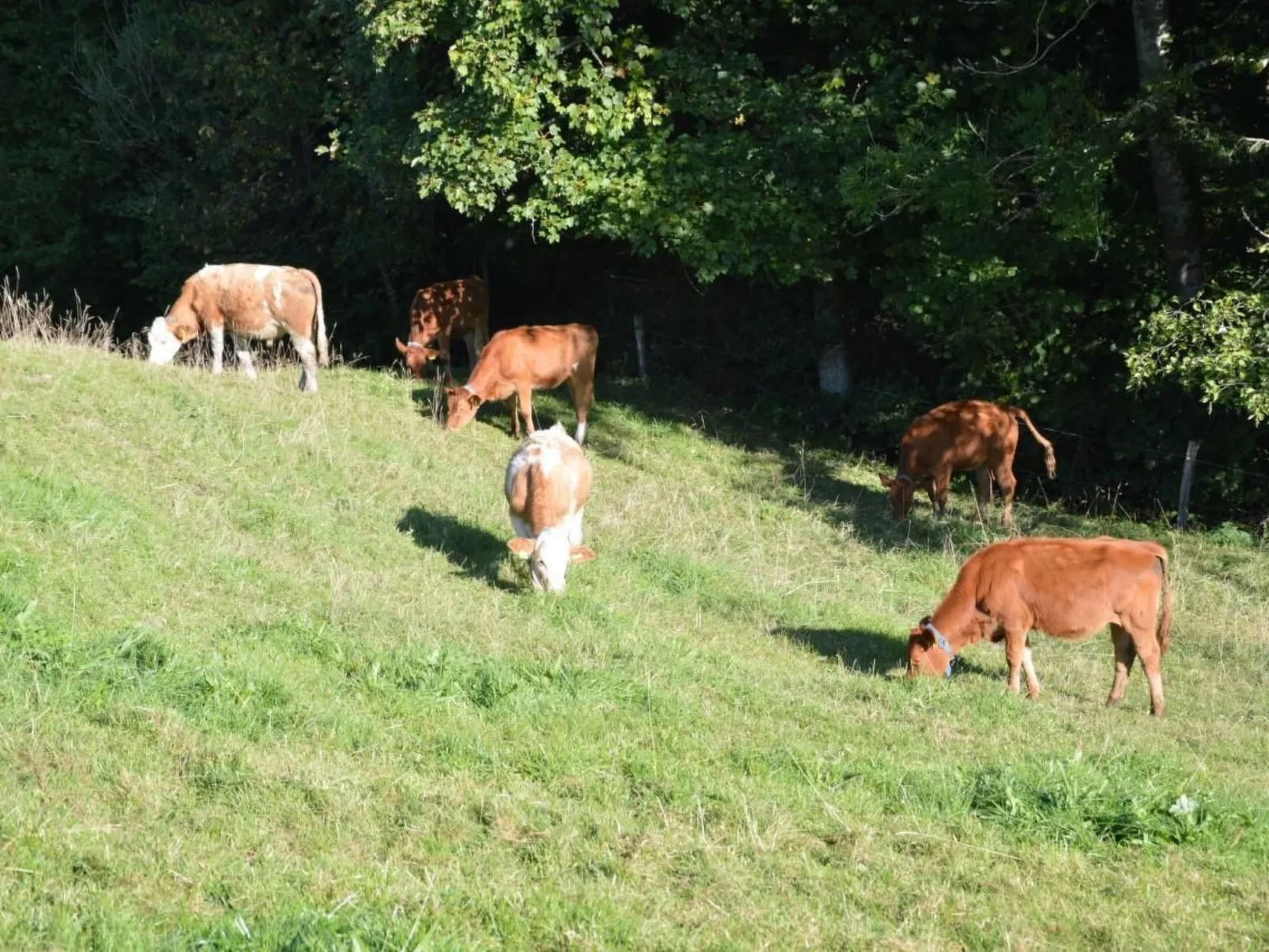 Bauernhof Gerber-Buiten