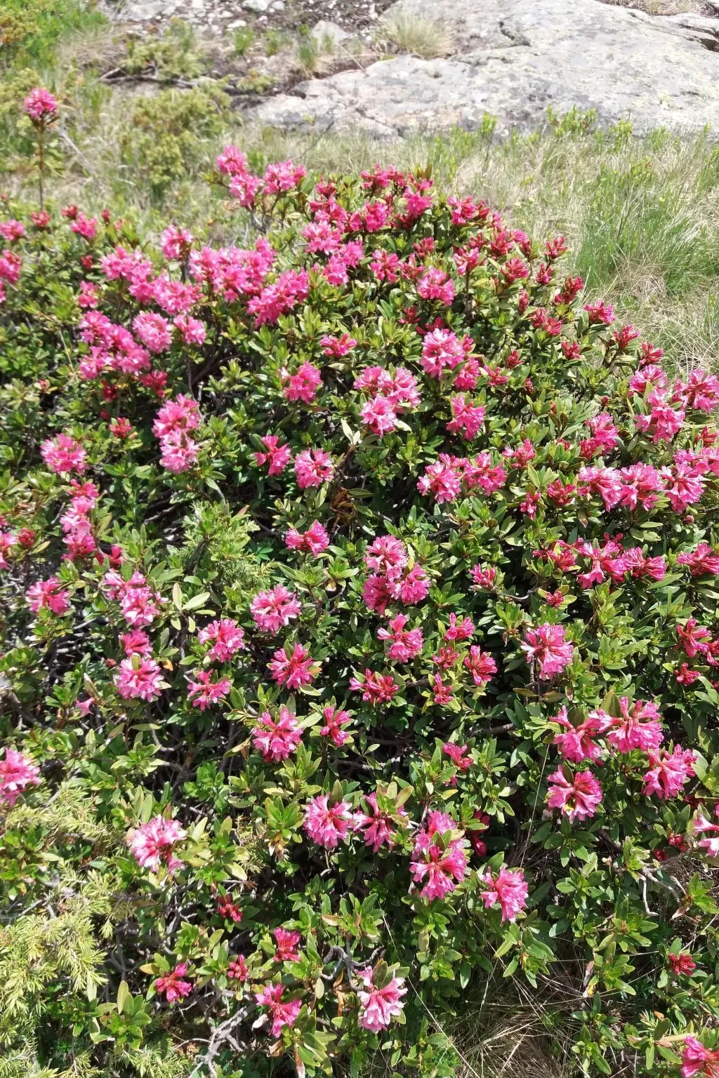 Urlaub in den Bergen-Image-tags.info