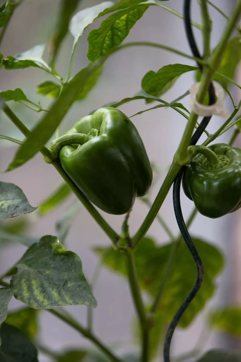 Chateau-Studio Bleu-Binnen