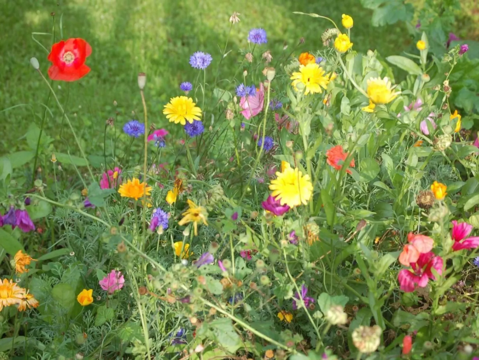 FeWo Nr 1 Harztor-Buiten