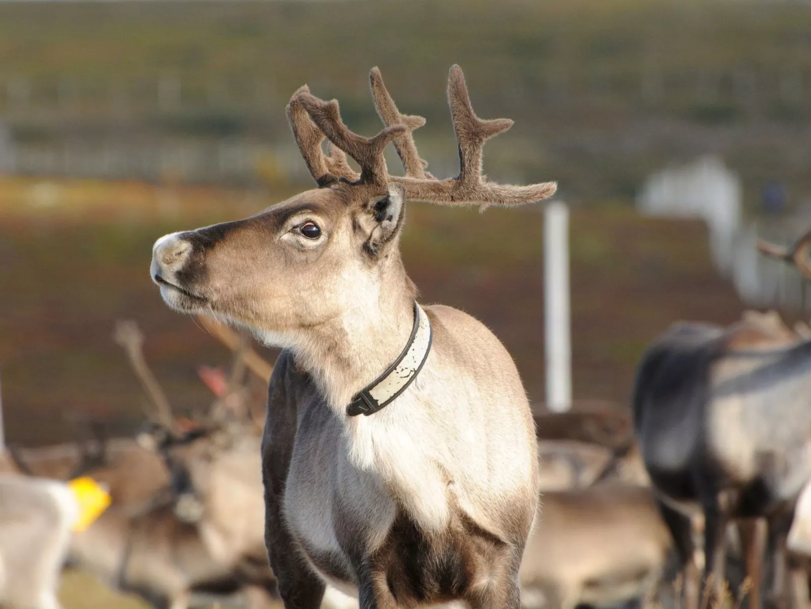 Gemütliches Blockhaus mit Kamin im Oviksfjäll-Buiten