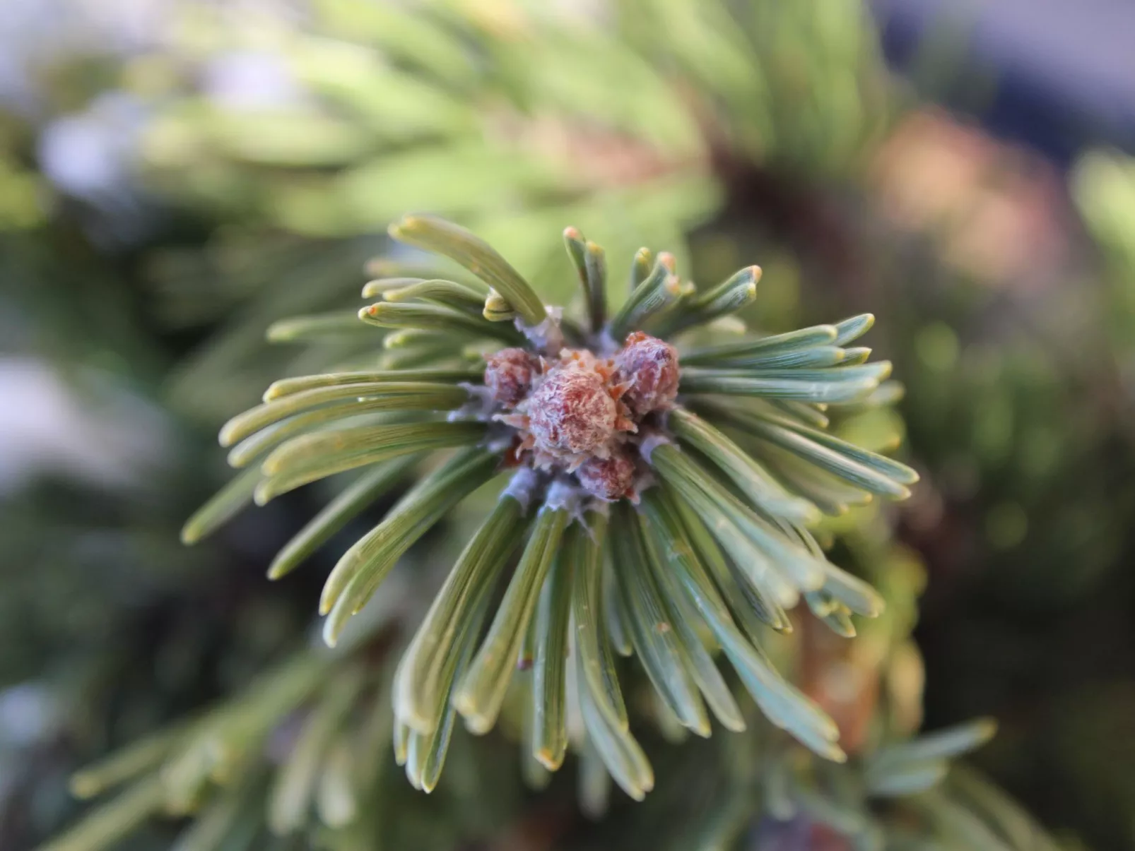 Haus Ostermoasspitz in St. Martin am Tennengebirge-Buiten
