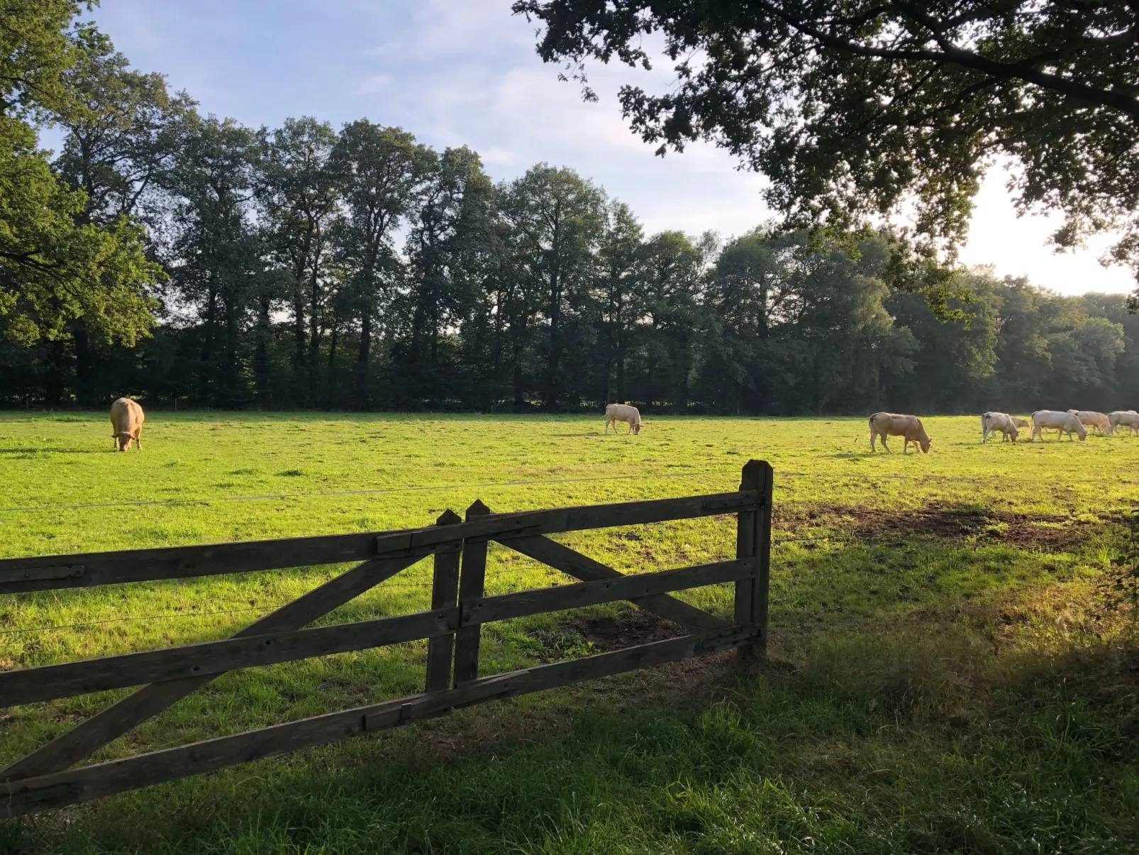 Geräumiges Ferienhaus mitten im Wald-Buiten