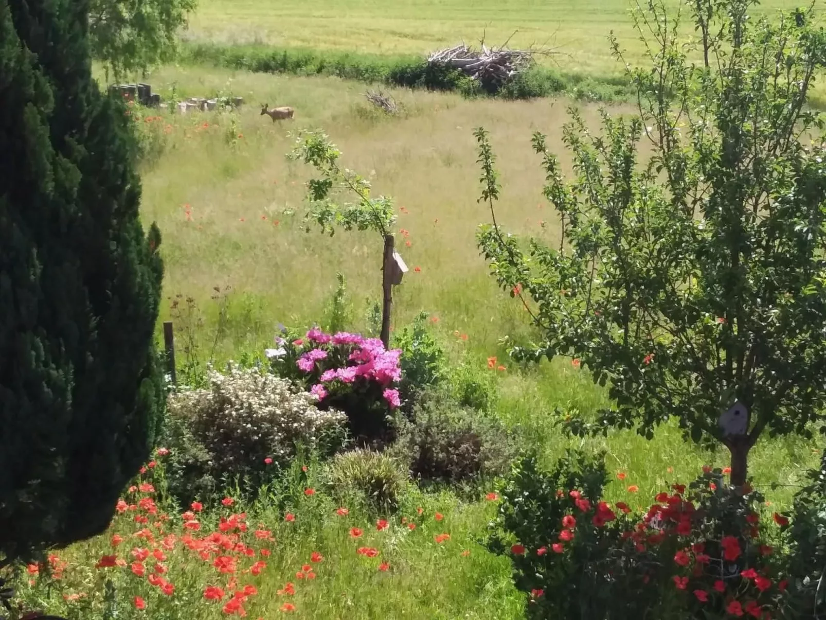 Schmetterling-Image-tags.info