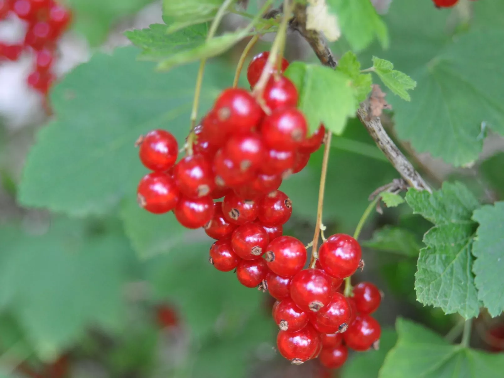 Pierkoppel OG-Image-tags.info