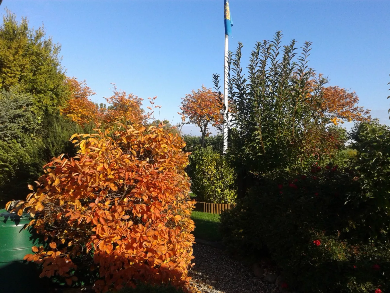 Zwergmöwe in Neue Tiefe-Image-tags.info