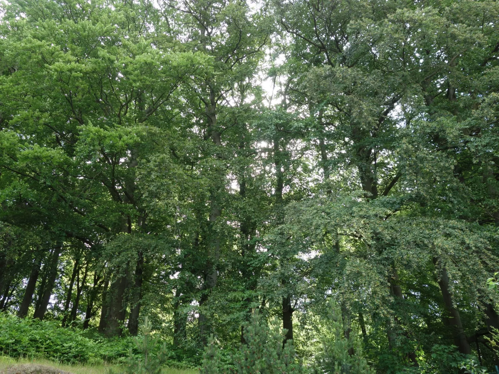 Villa Celia Sellin-Buiten