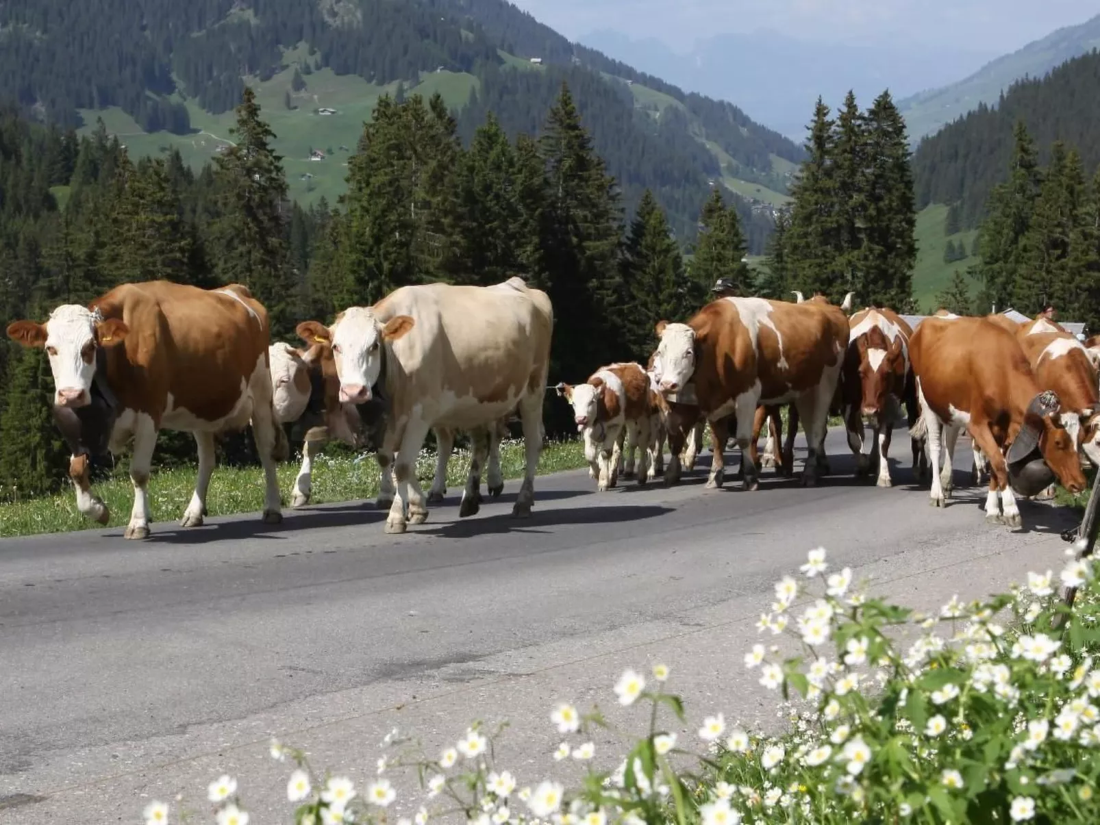 Gehrihornblick-Buiten