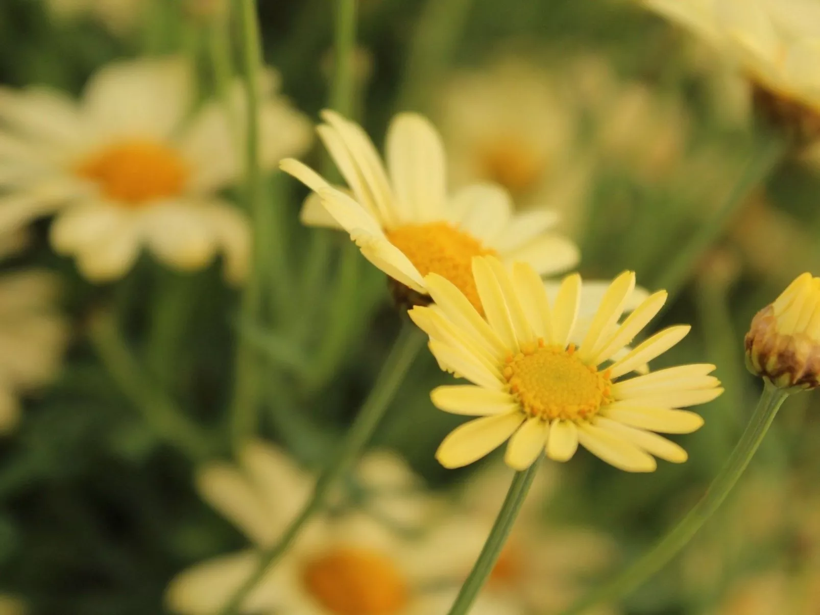 Beheiztes Schwimmbad, Familienferienwohnung-Buiten