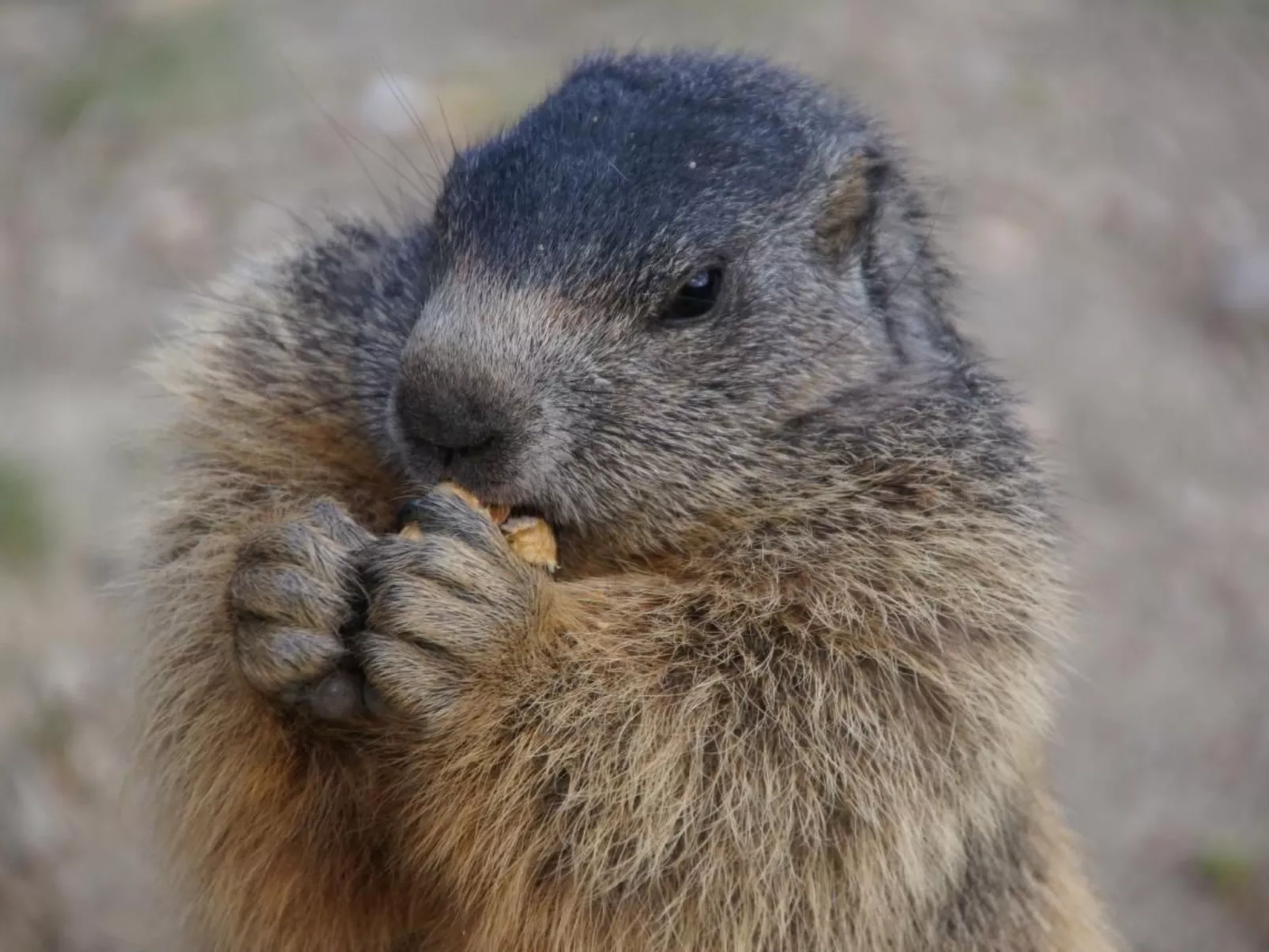 Mountain view-Image-tags.info