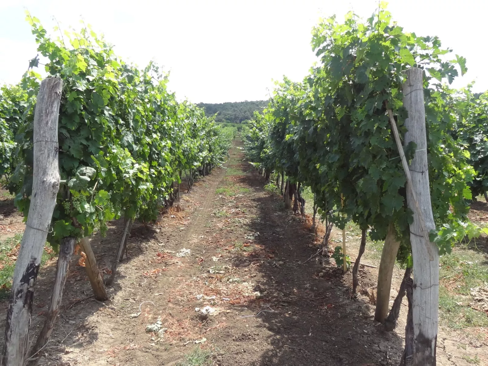Hütte mit Garten, Grill und Terrasse-Buiten