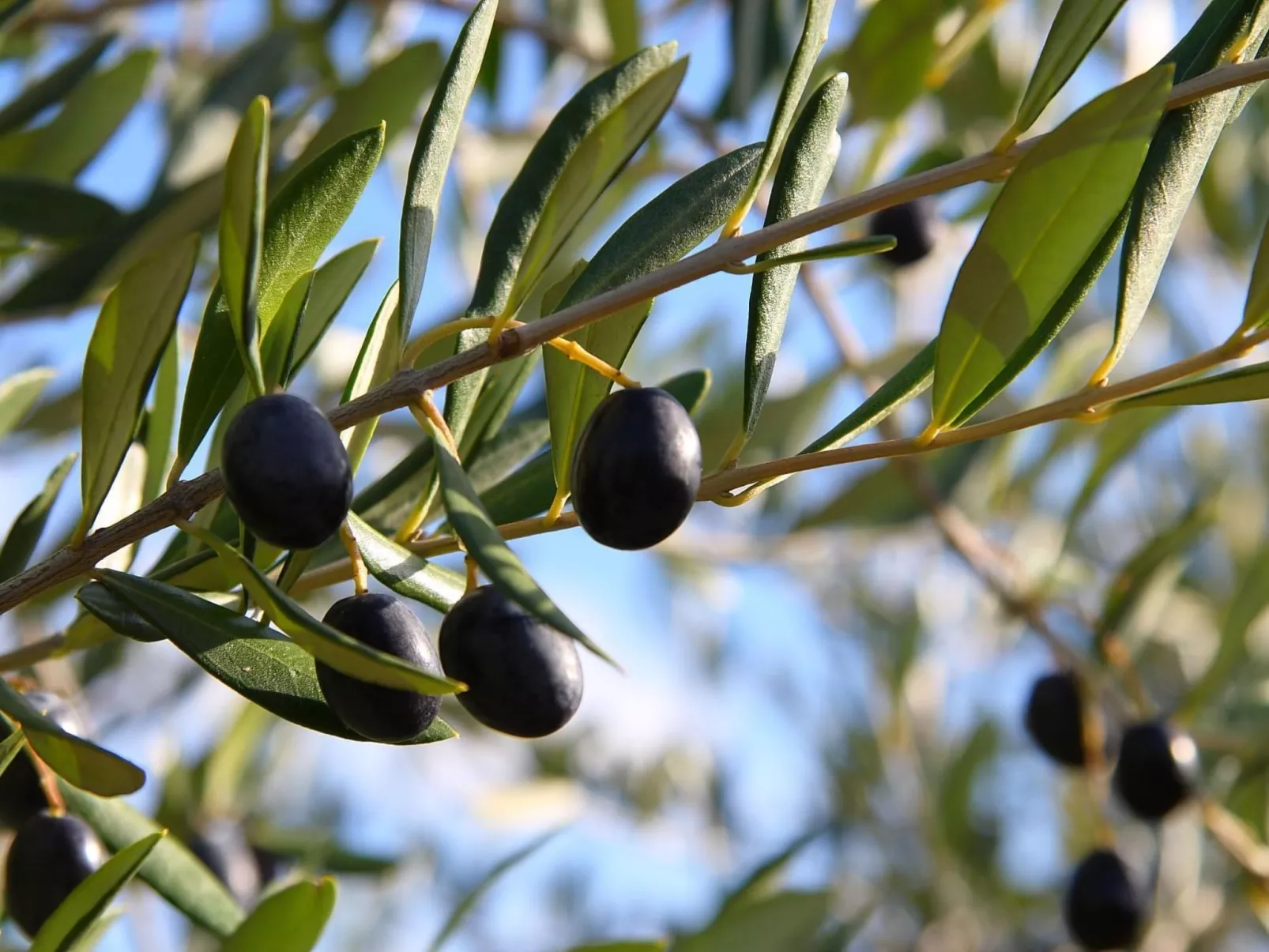 Gemütliches Studio im Erdgeschoss, mit Terrasse-Image-tags.info
