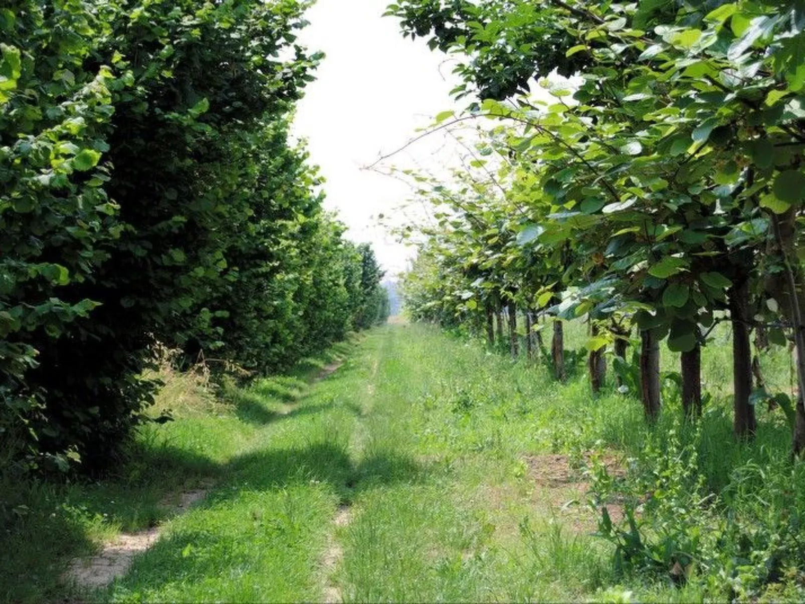 Schöne Wohnung in Venedig mit Garten und Grill-Image-tags.info