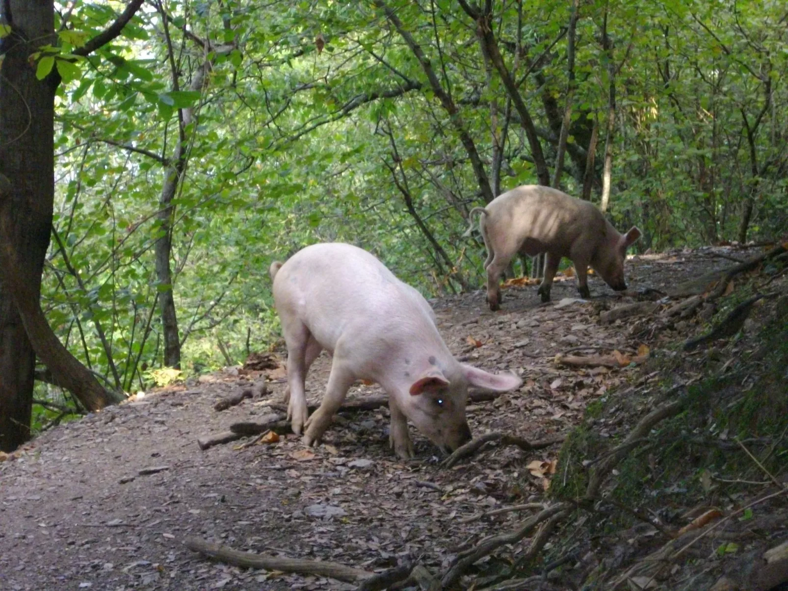 Sole e Ventu 70qm-Image-tags.info