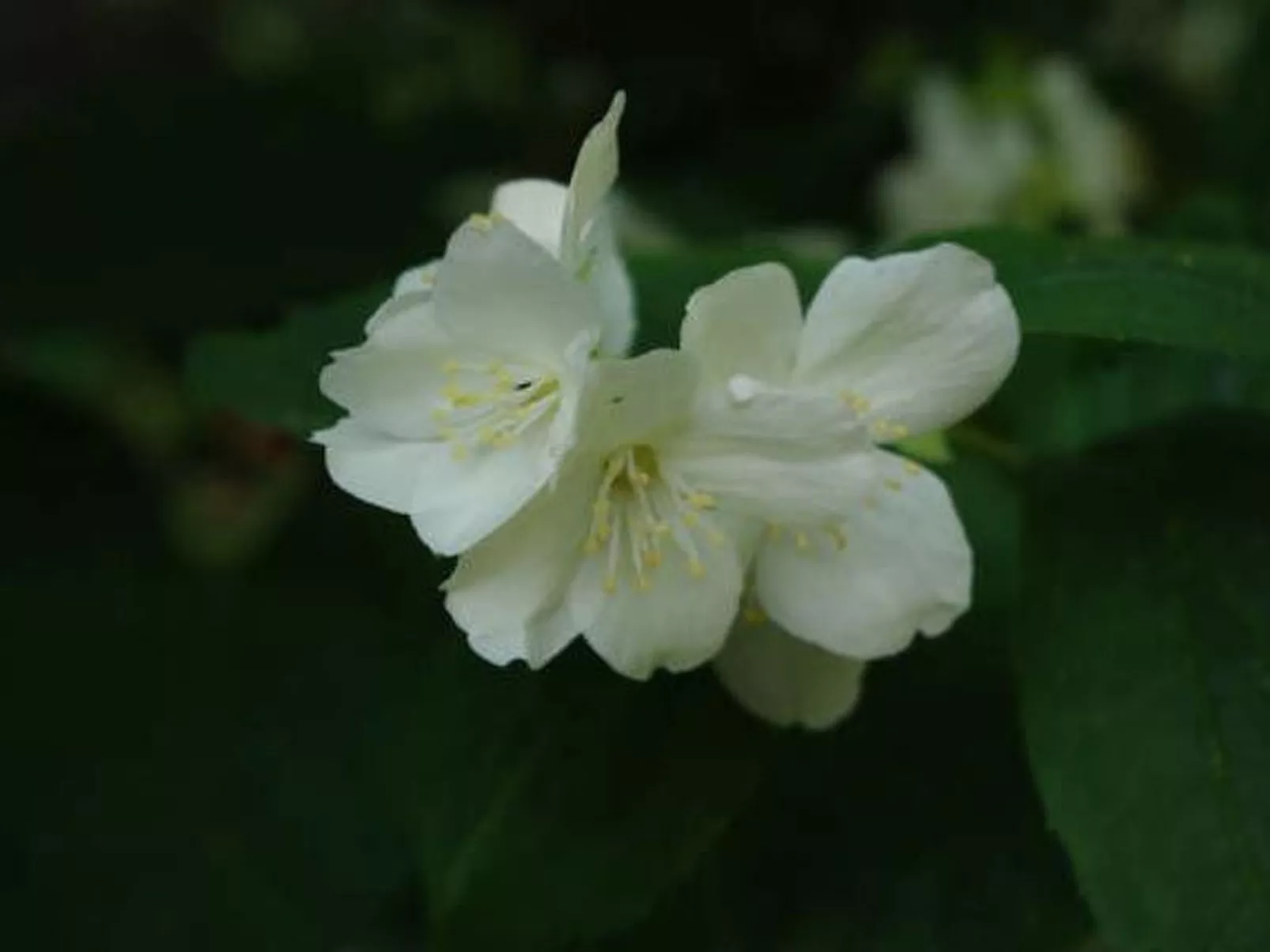 'Camelia-Image-tags.info