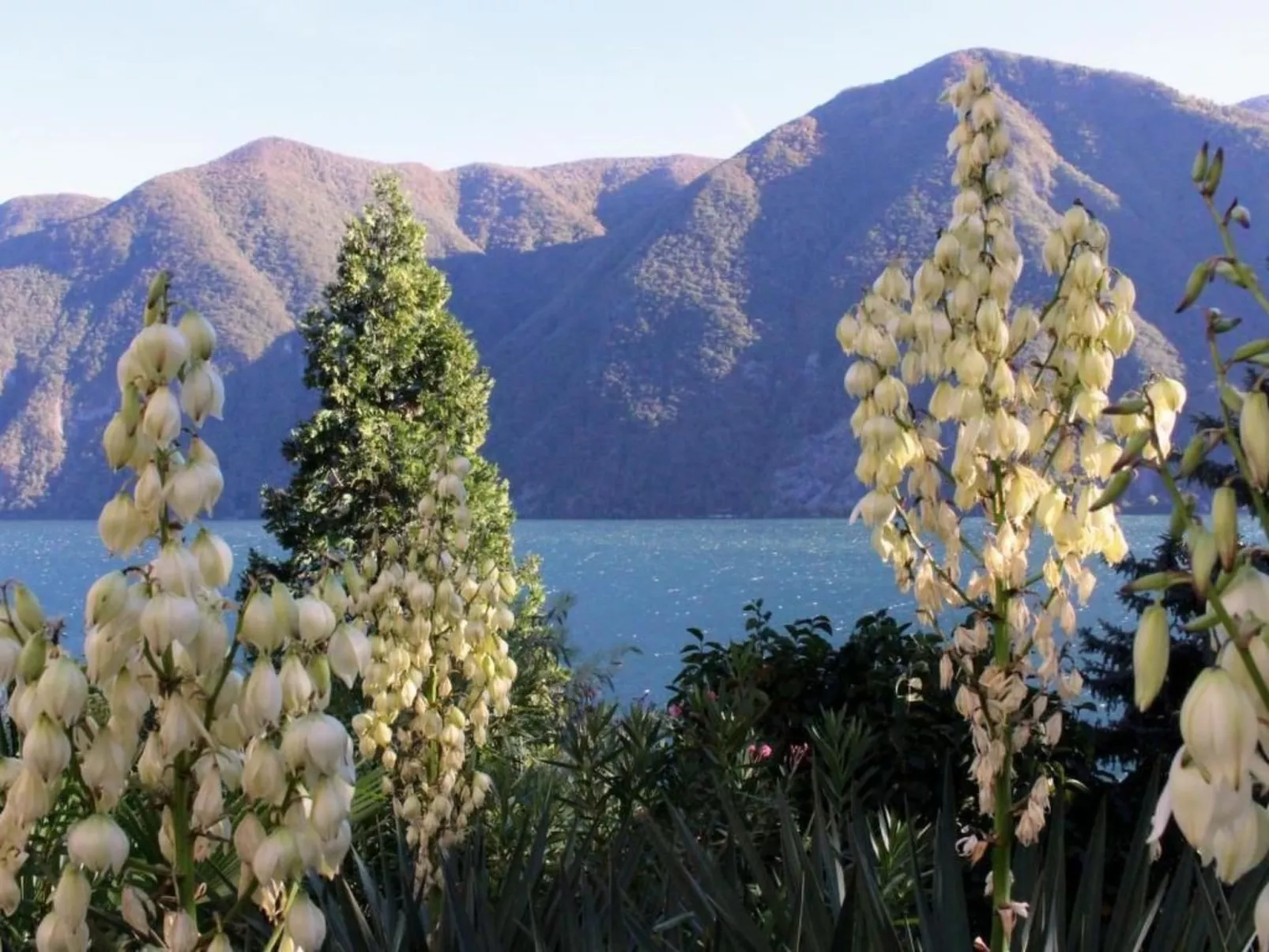 Lavendel-Image-tags.info