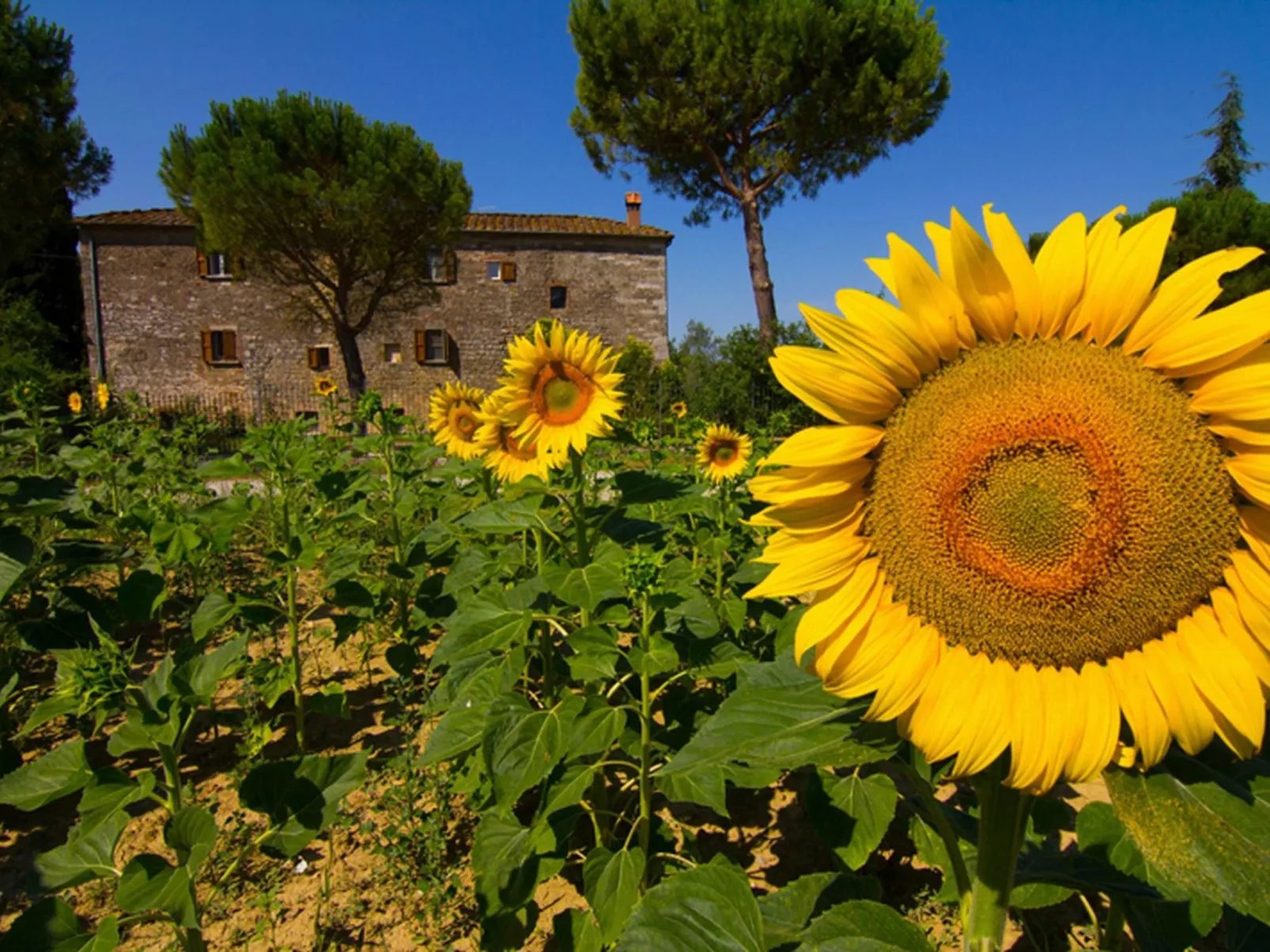 Wohnung 'Molinello pini' mit Schwimmbad-Buiten