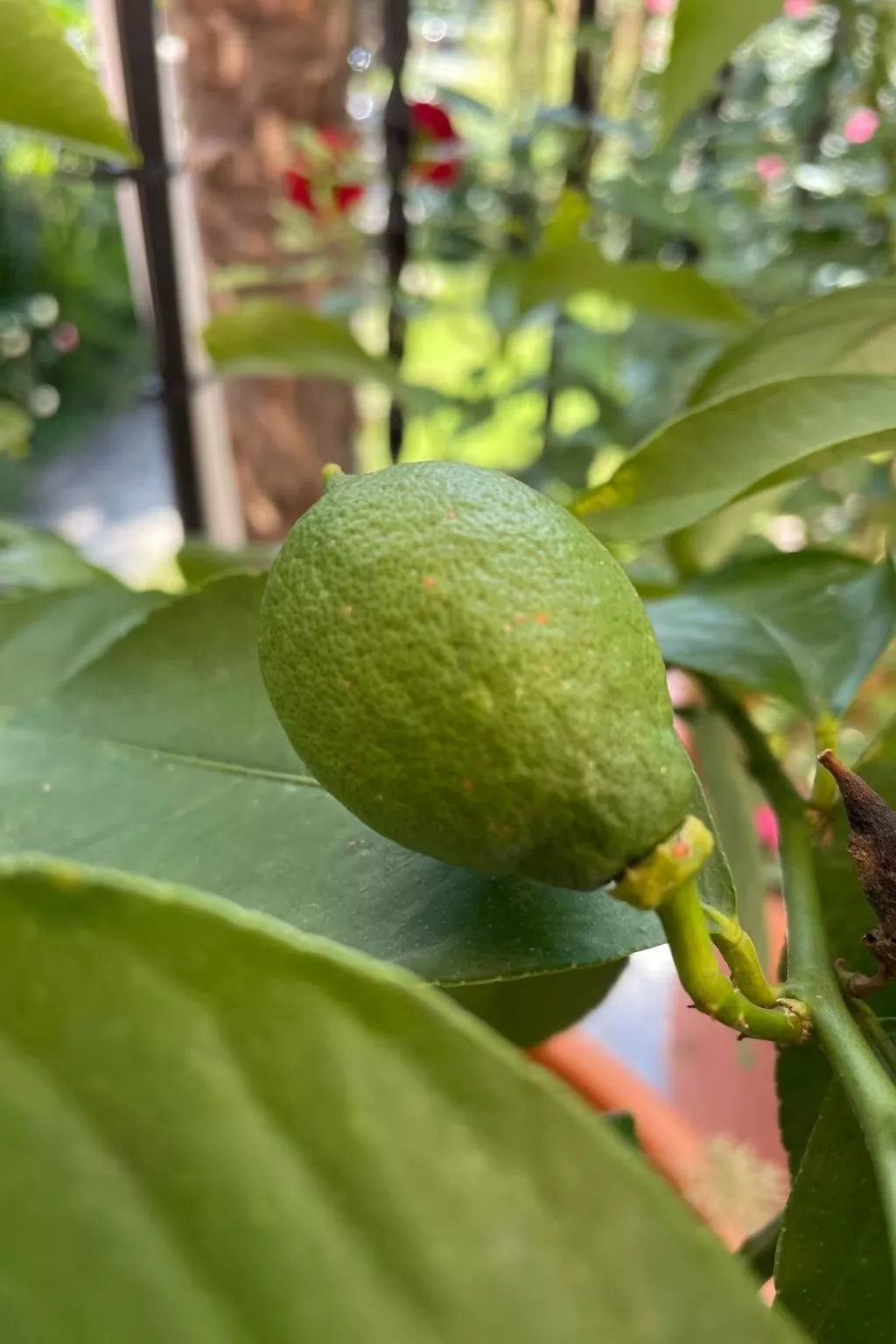 Villa Romantica-Image-tags.info