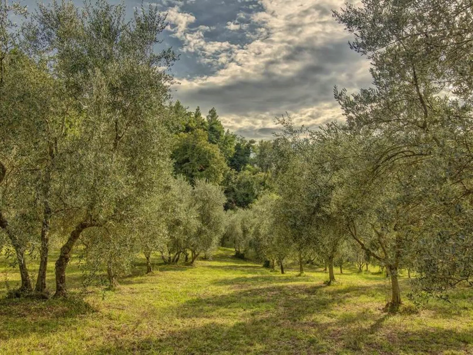 "Raffaello leccino-Buiten