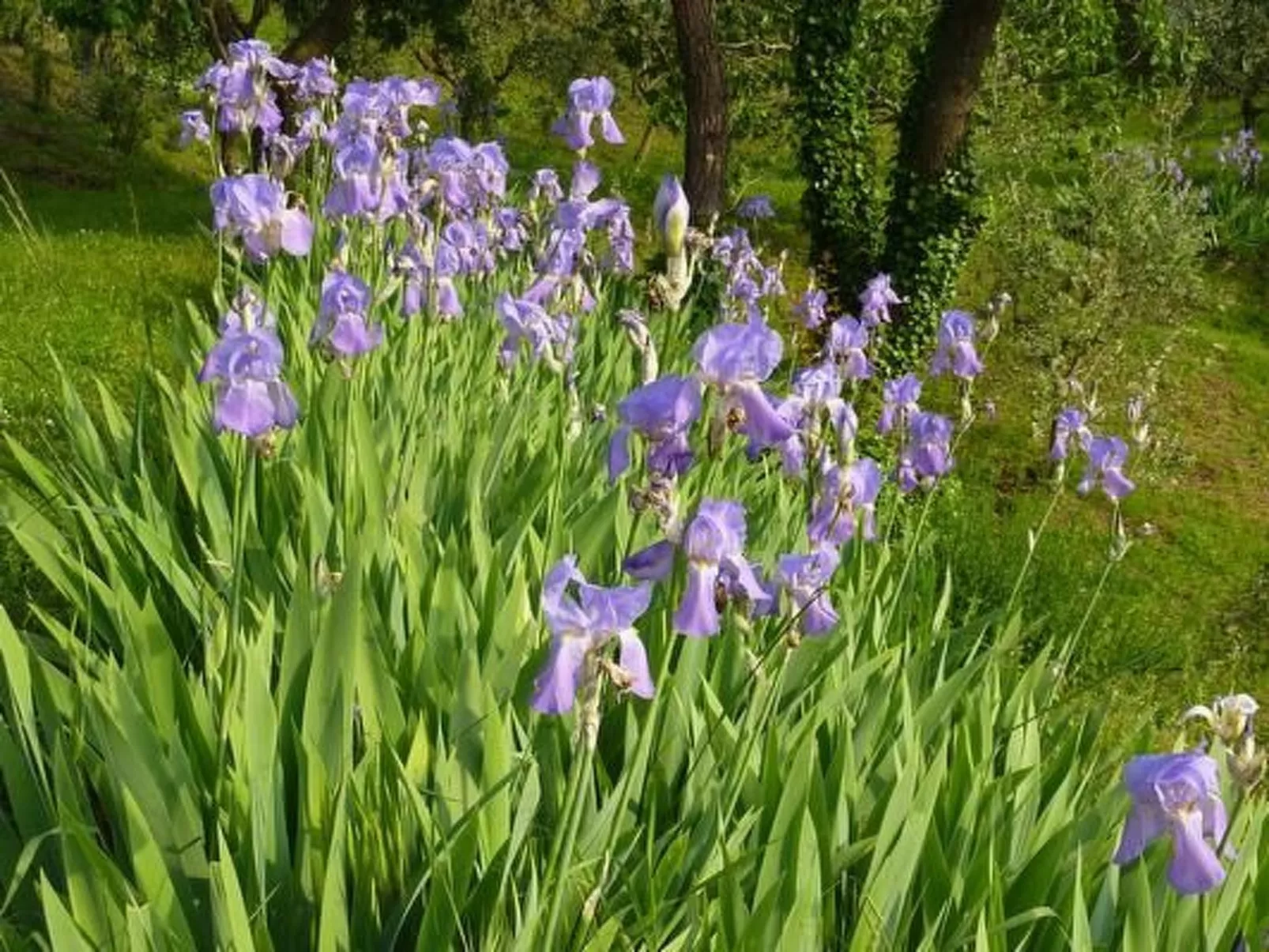 Il Lungo-Image-tags.info