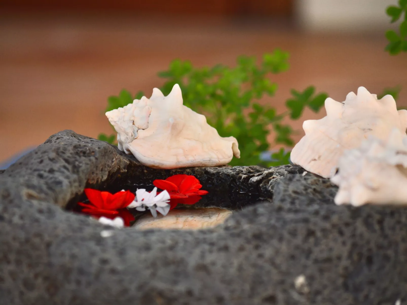 Appartement Casa Hibisco mit schönem Garten-Buiten