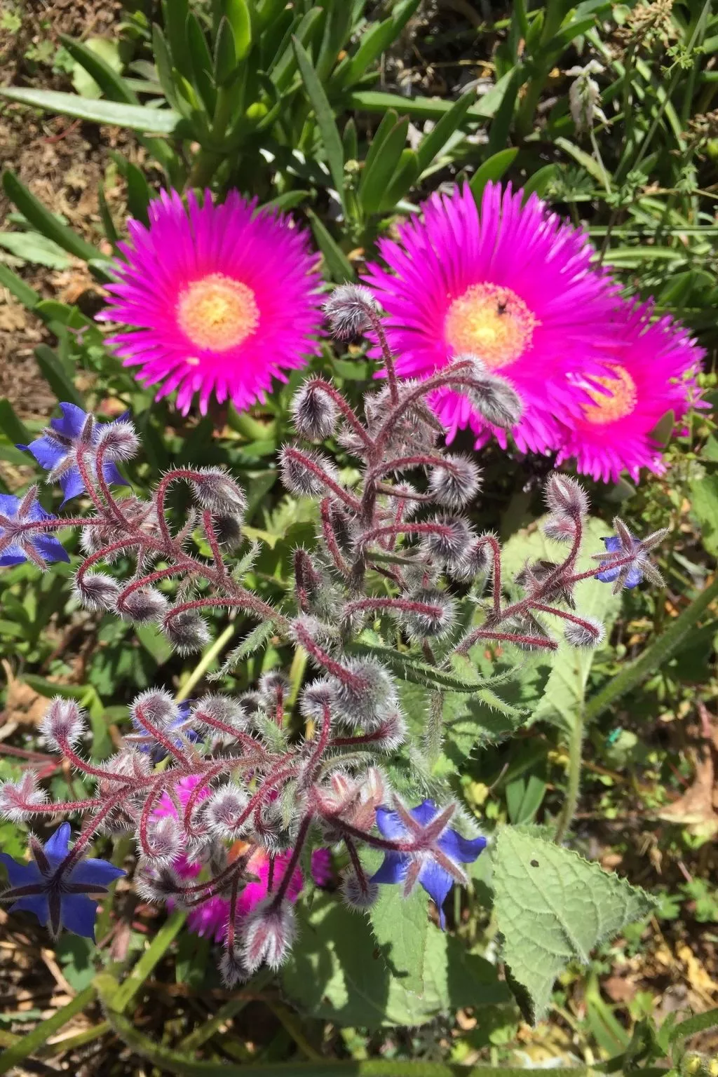 Stazzo mit Garten in Luogosanto-Image-tags.info