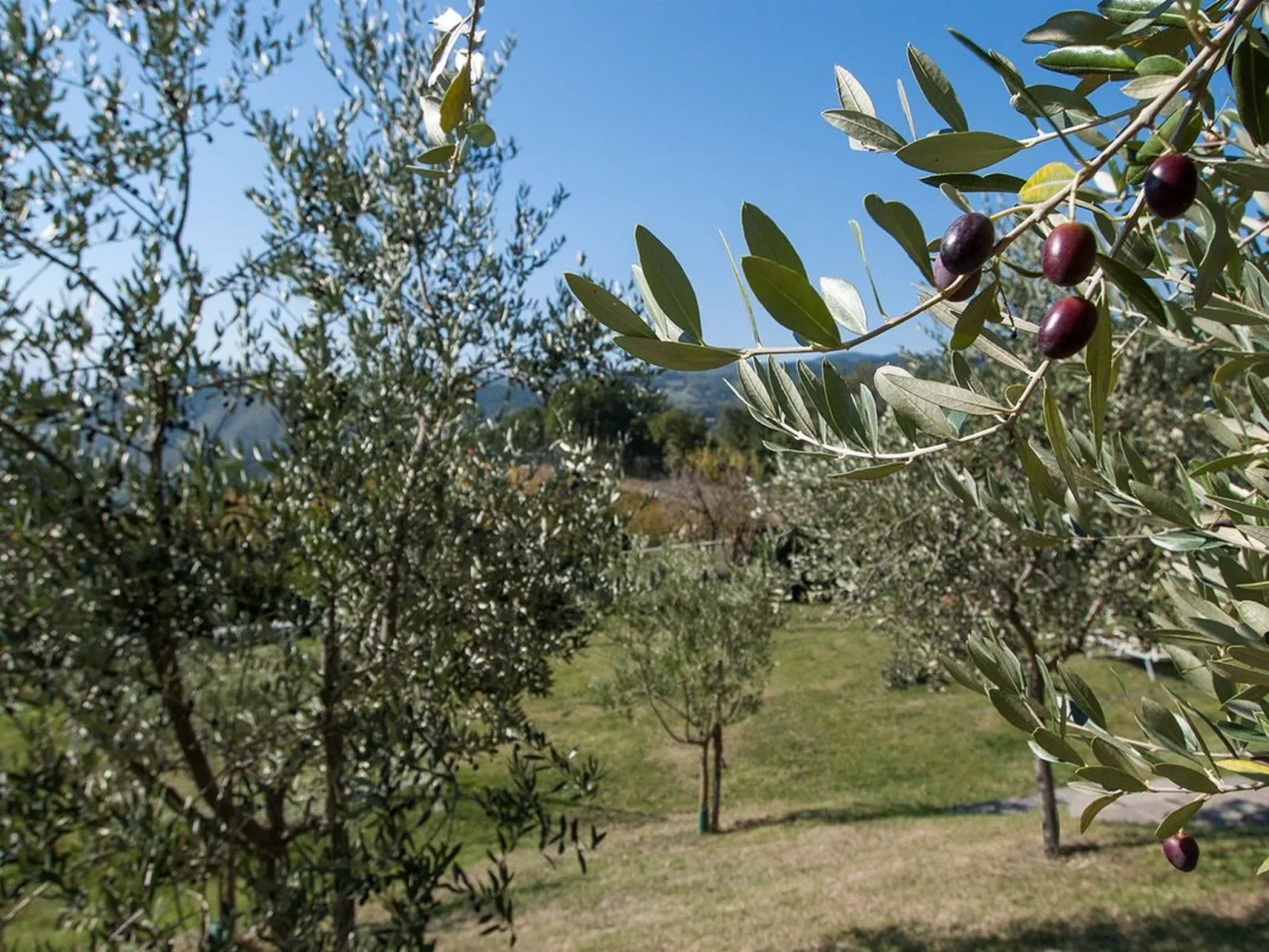 Geranei Haus mit Schwimmbad zwischen Florenz und-Image-tags.info