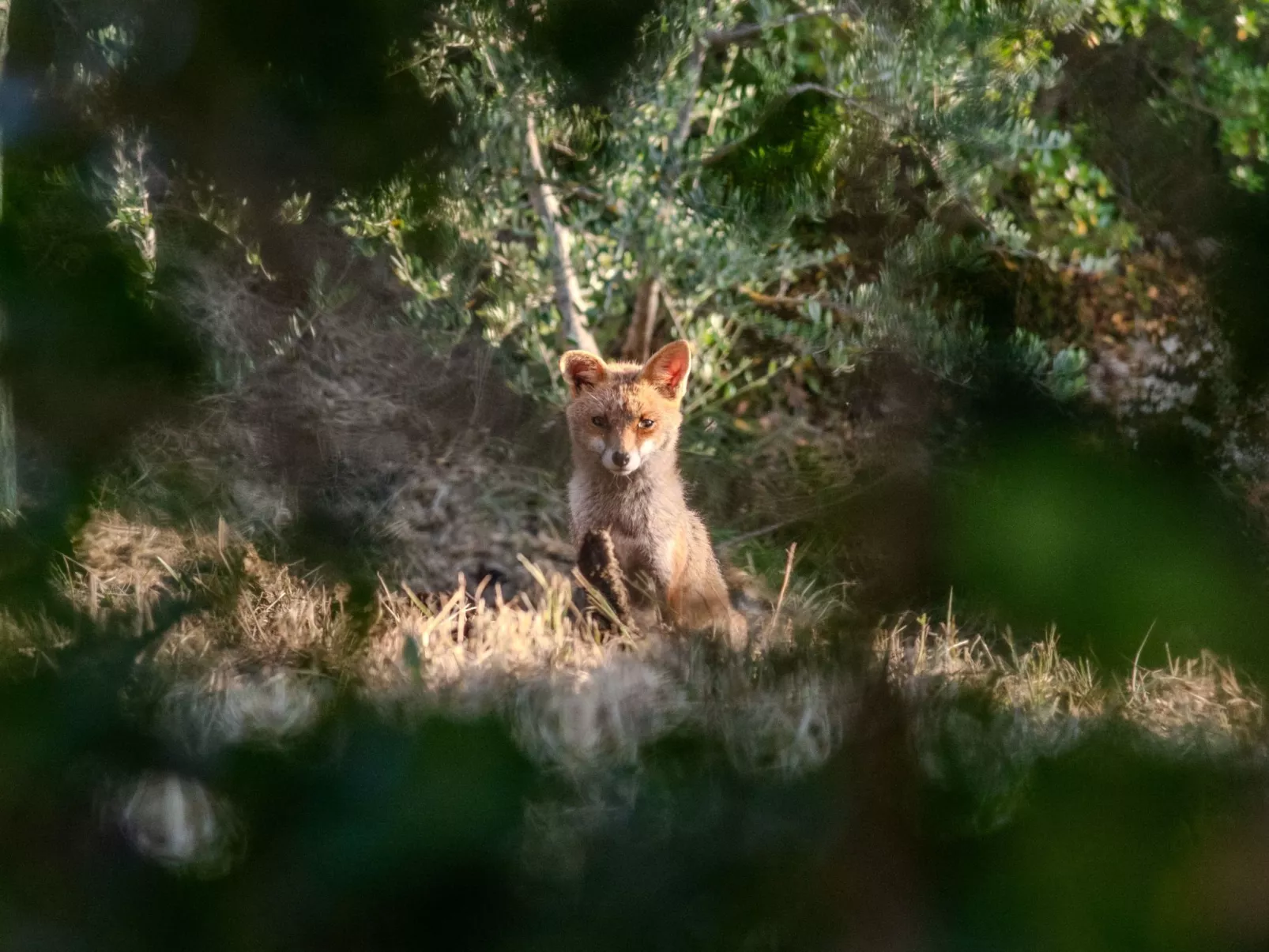 'Casa del Sole' mit Gemeinschaftspool - Image-tags.info