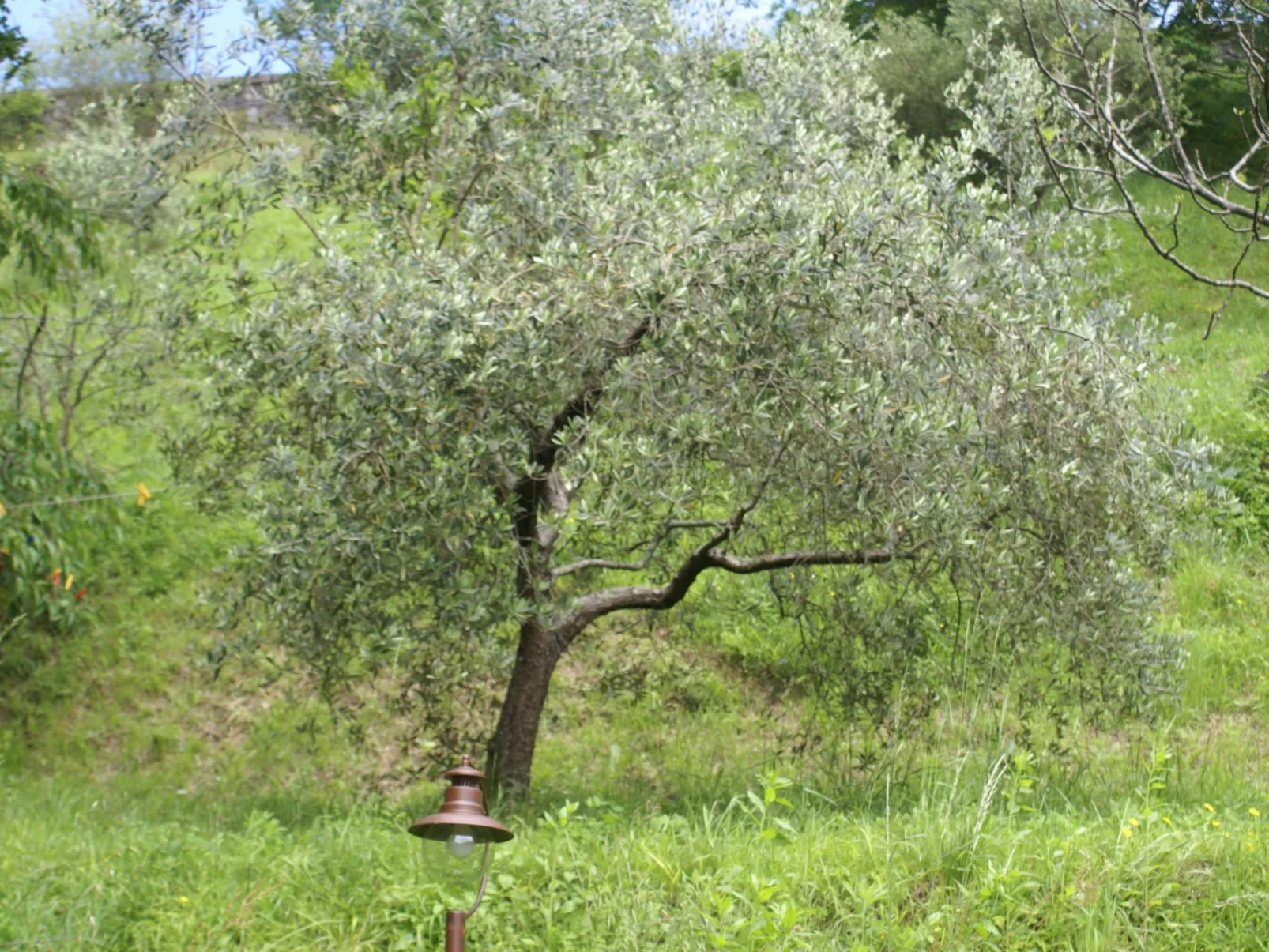 Sunset Barga Toskana kürzlich renoviert-Buiten