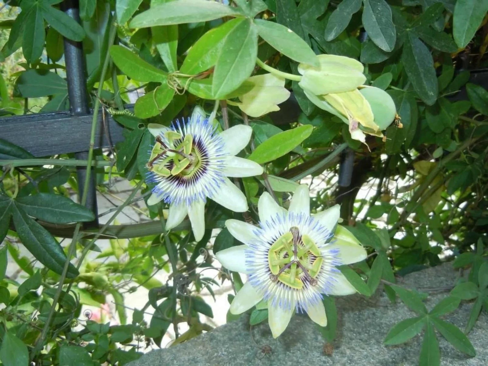Schönes Ferienhaus mit Garten und Whirlpool-Buiten