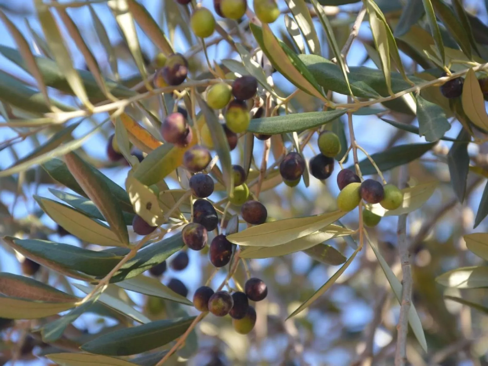 Oliveto Tignale-Buiten