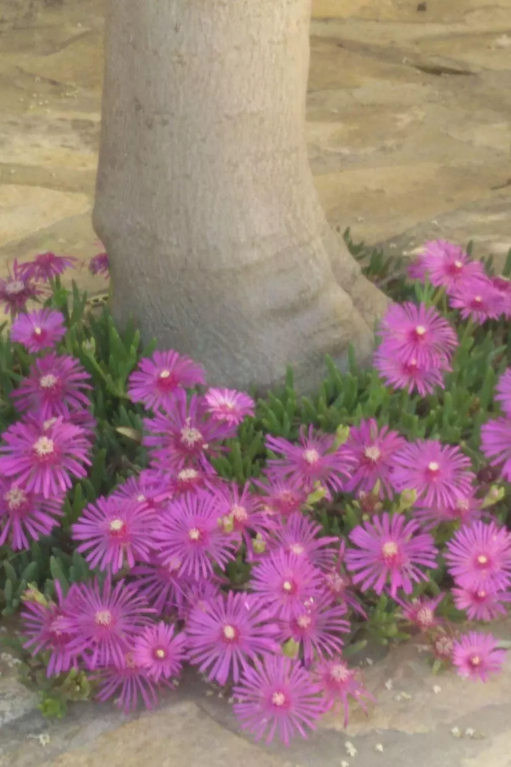 Direkt am Meer liegendes Apartment mit Garten-Binnen