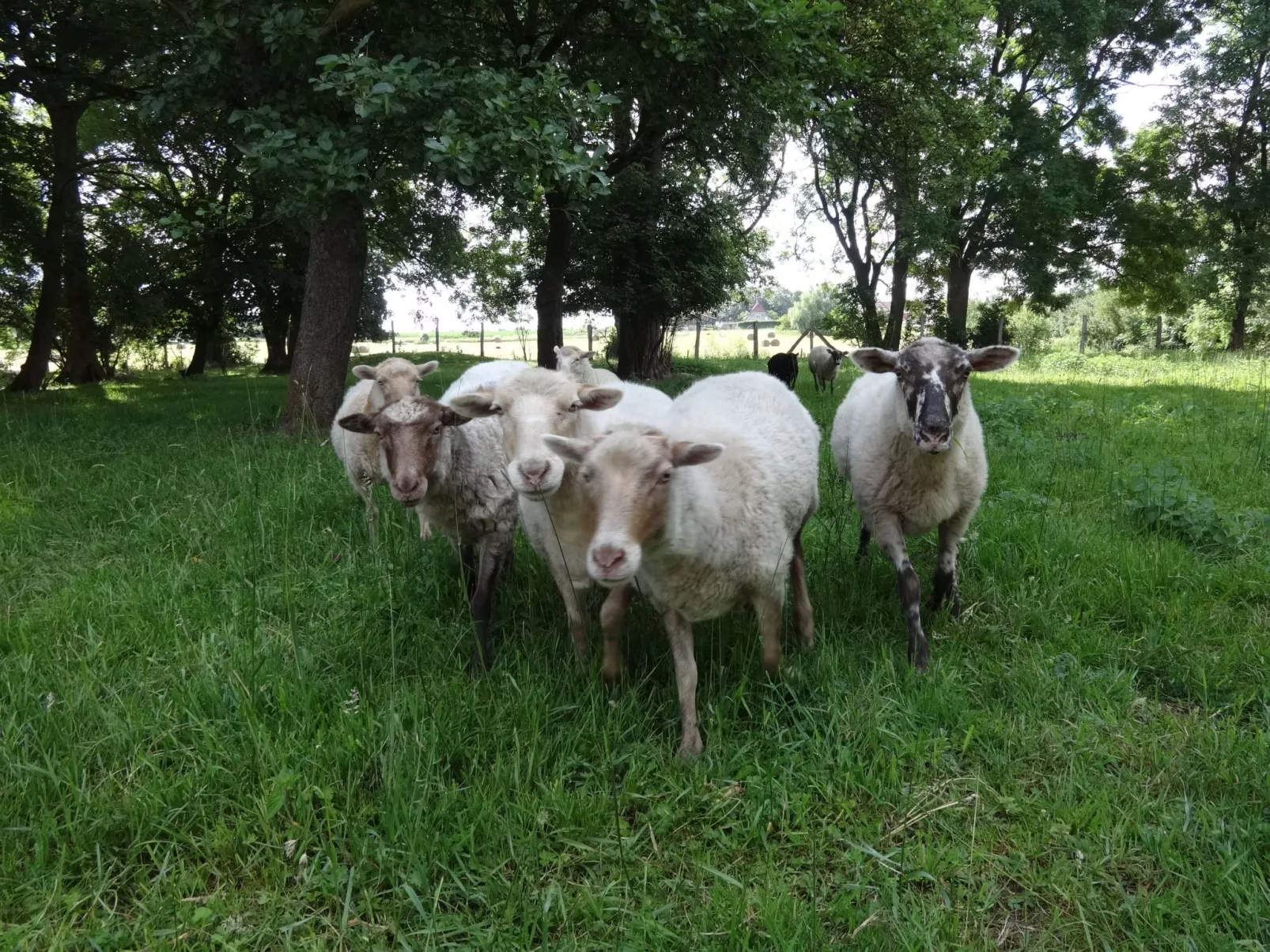 Pastor Hauswedel-Buiten