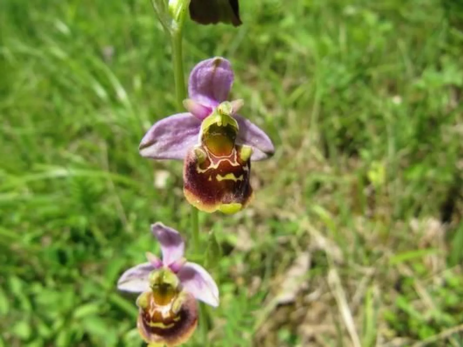 Appartement in Schelingen mit Garten und Grill - Binnen