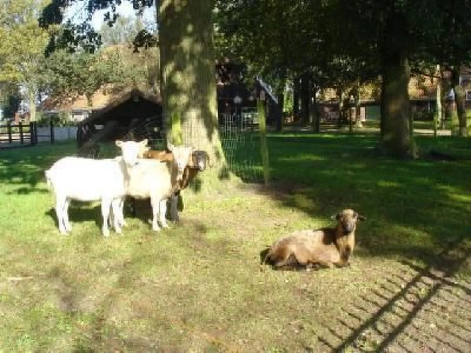 Gemütlicher Ferienhof Loosternest in Vriescheloo-Buiten