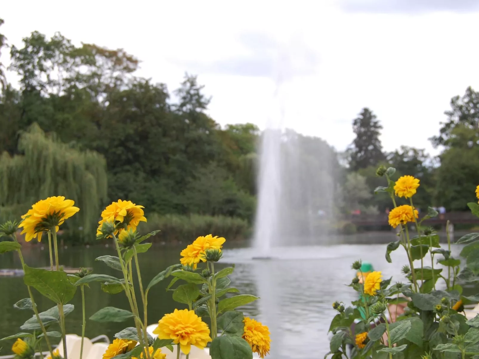 Rose Terrace-Image-tags.info