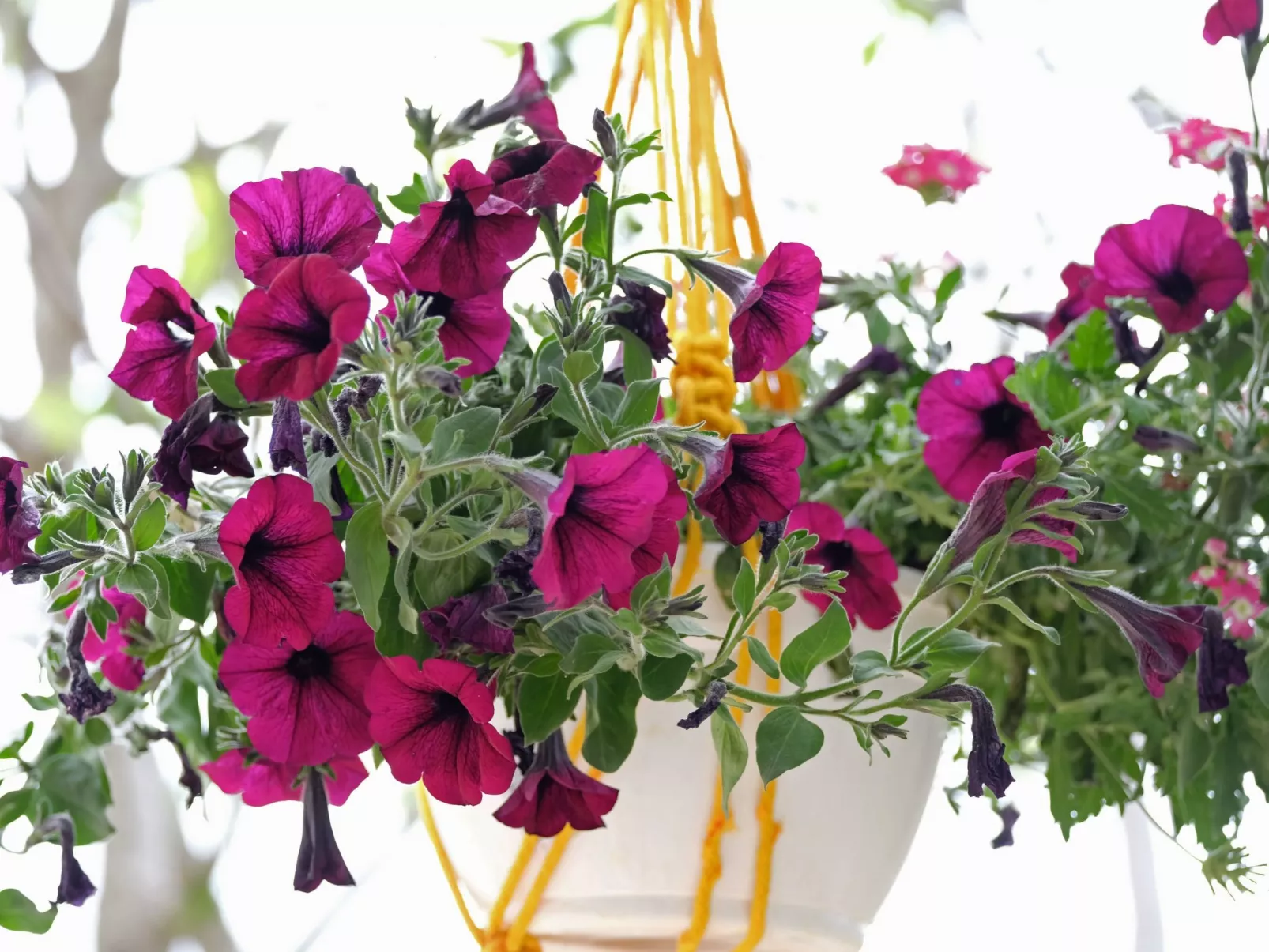 Wohnung in Fažana mit gemeinsamem Pool und Garten-Binnen