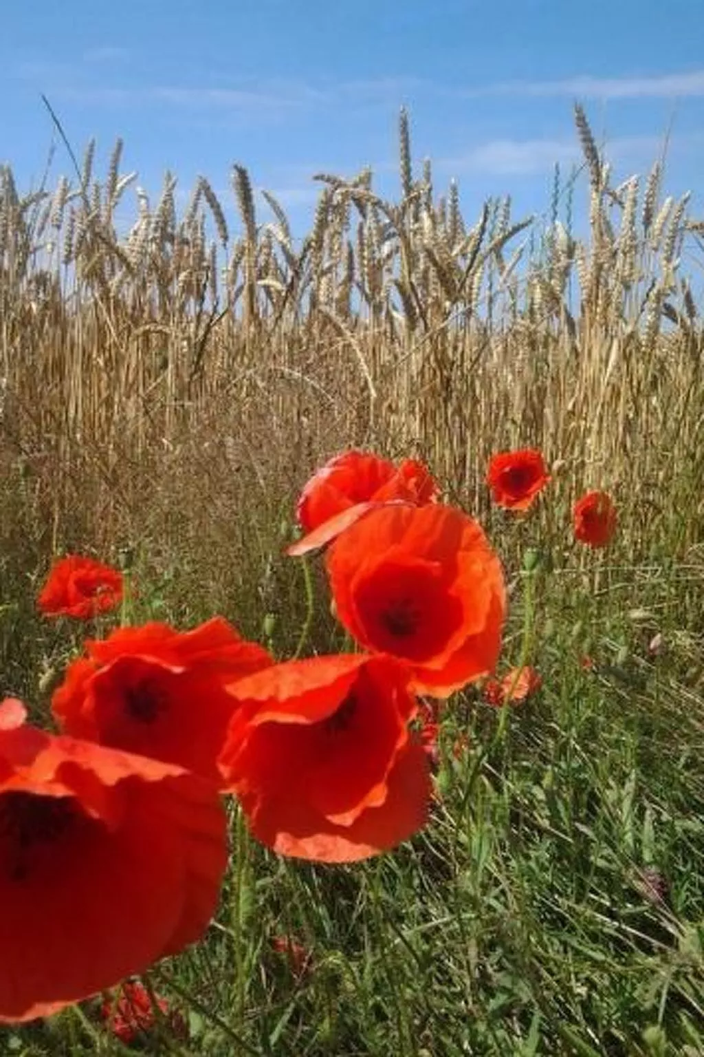 Bauernhaus auf Rügen-Image-tags.info