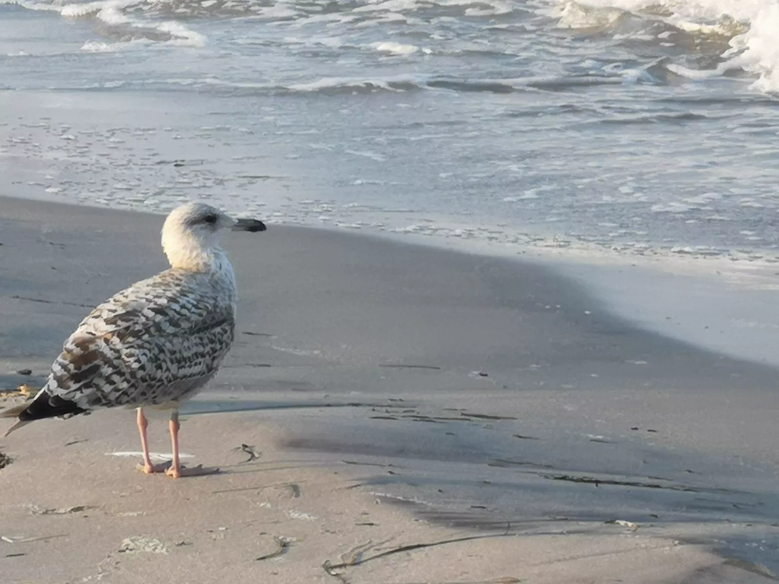 Strandhaus LEE Sauna Kamin Wlan-Buiten