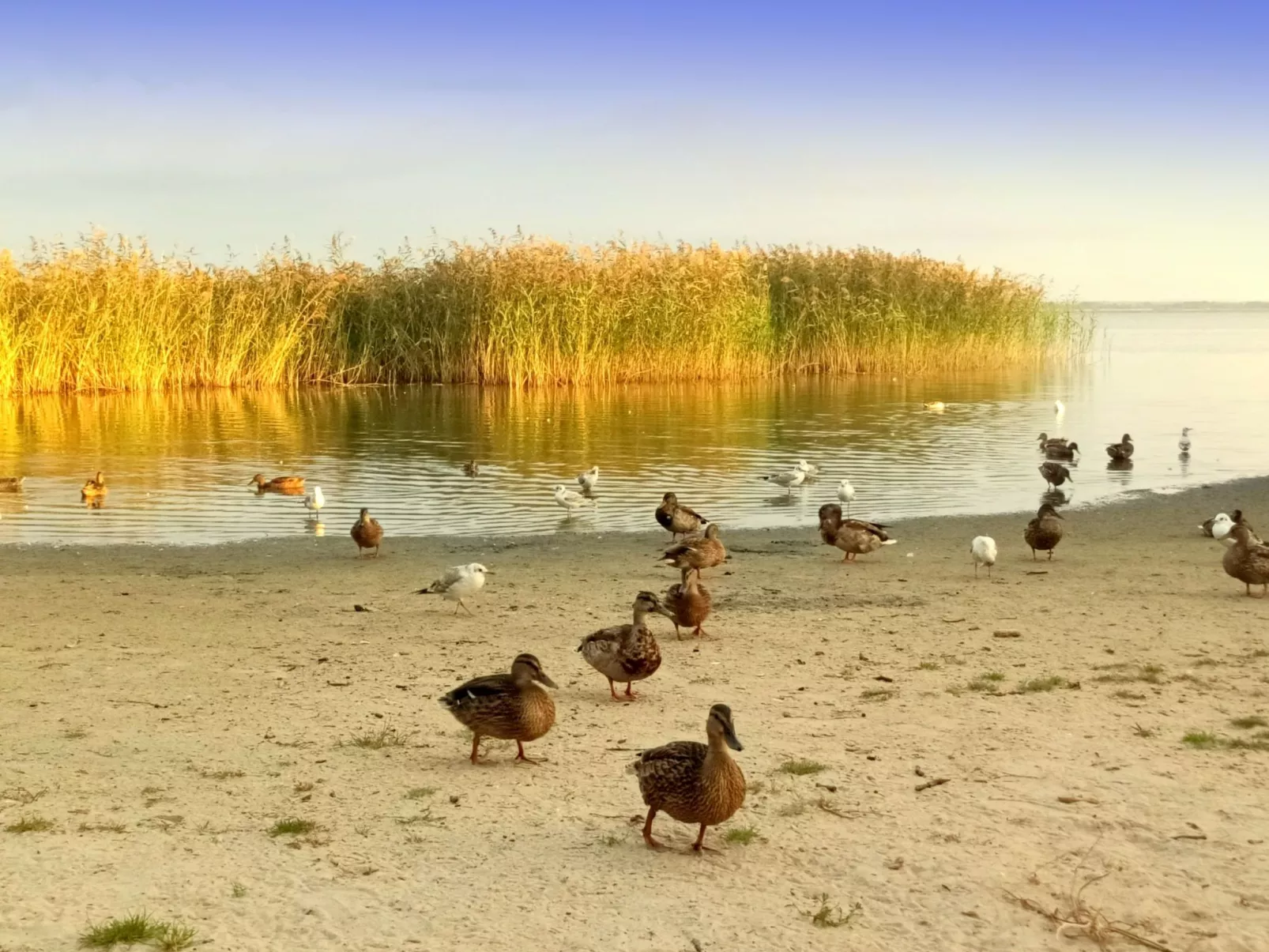 "Paradise Star Bobolin"-Buiten