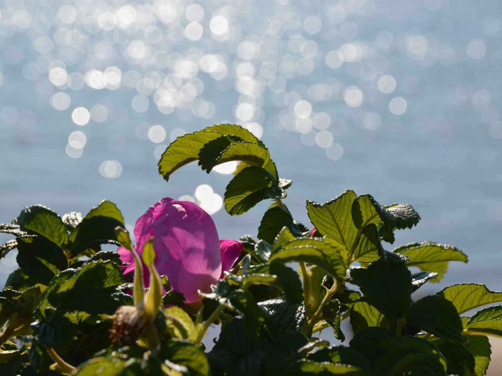 La mer im Marina Strandresort Heiligenhafen-Buiten