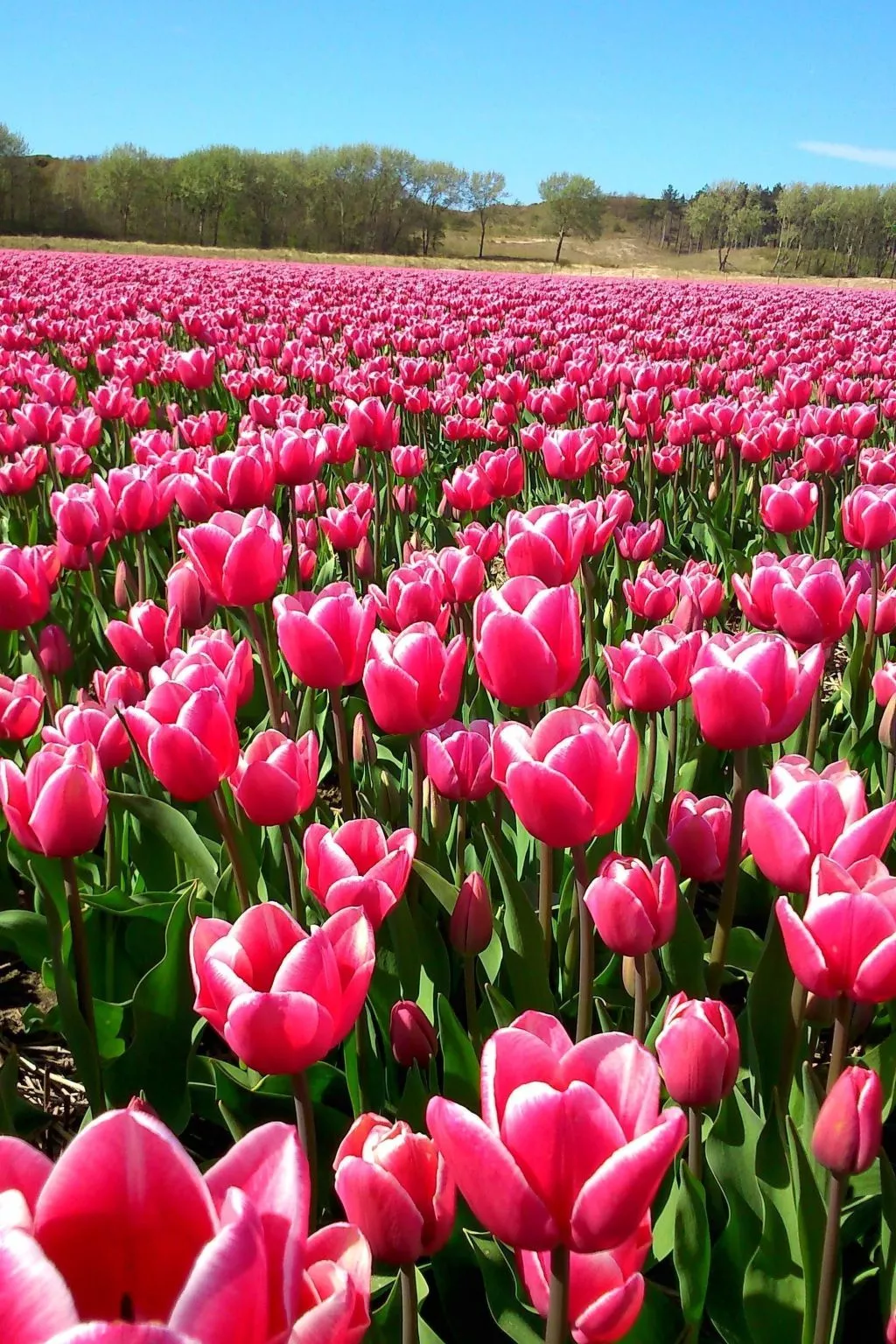 "Windhoos" mit privatem Garten und Terrasse-Buiten