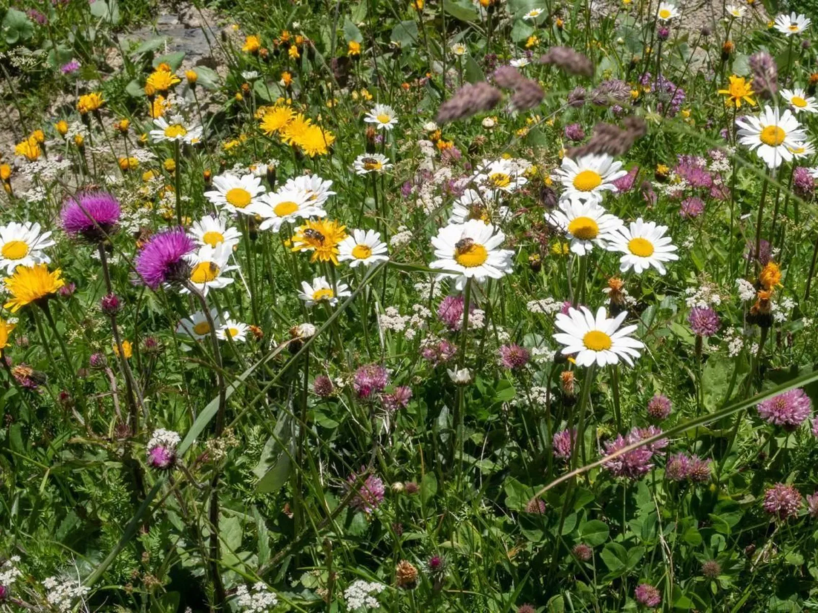 Gehrihornblick-Image-tags.info