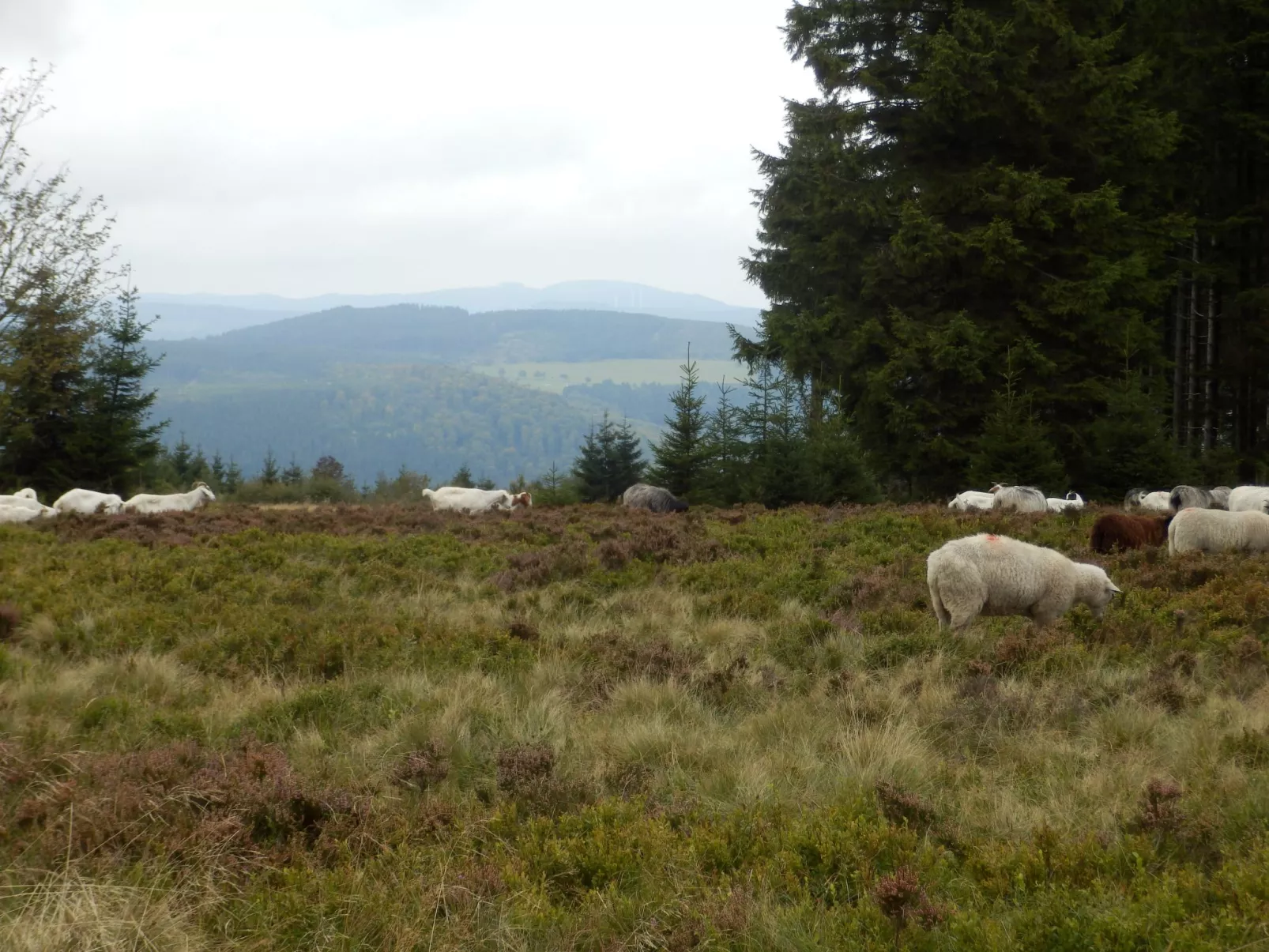 Mit privatem Balkon-Buiten